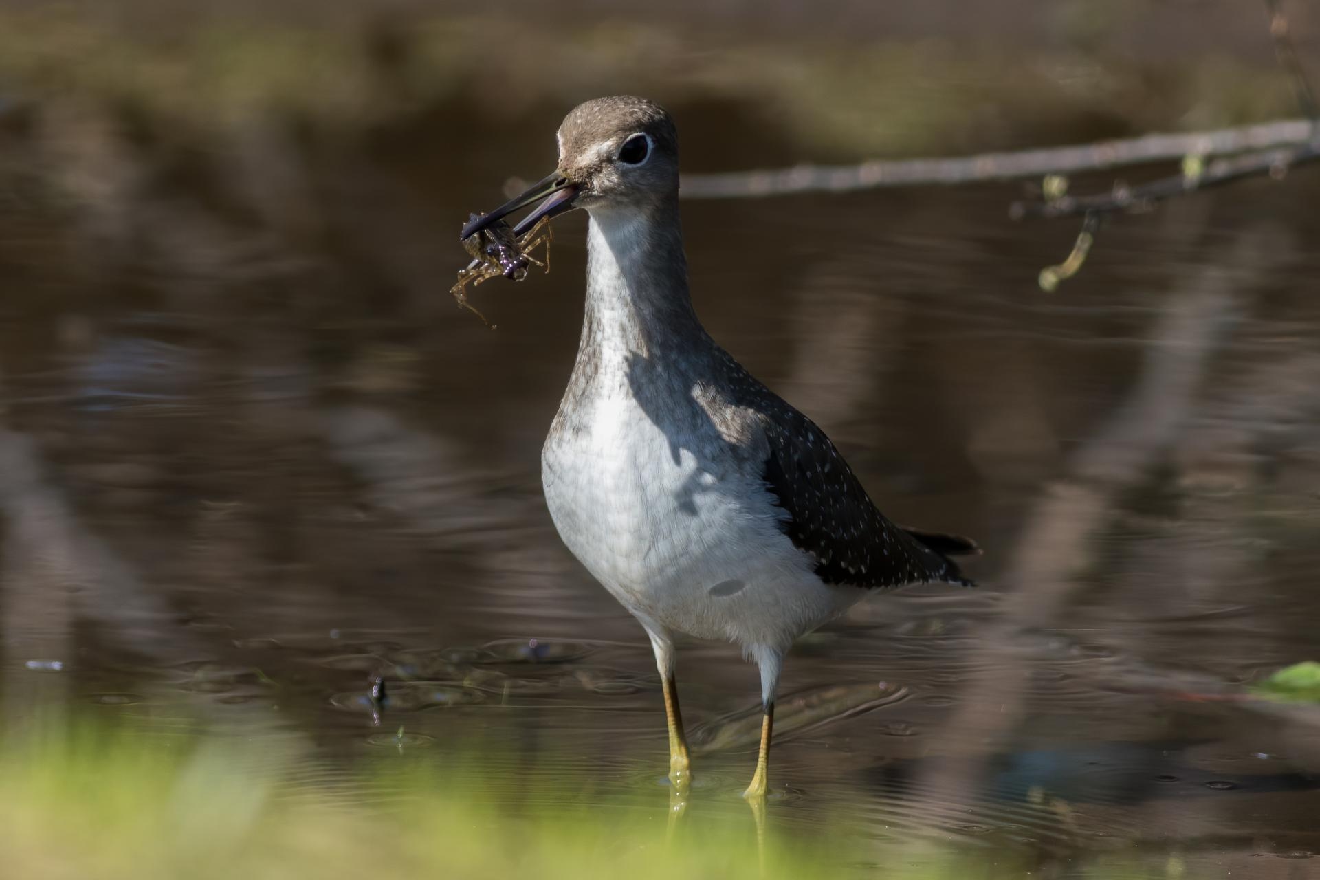 chevalier-solitaire-solitary-sandpiper