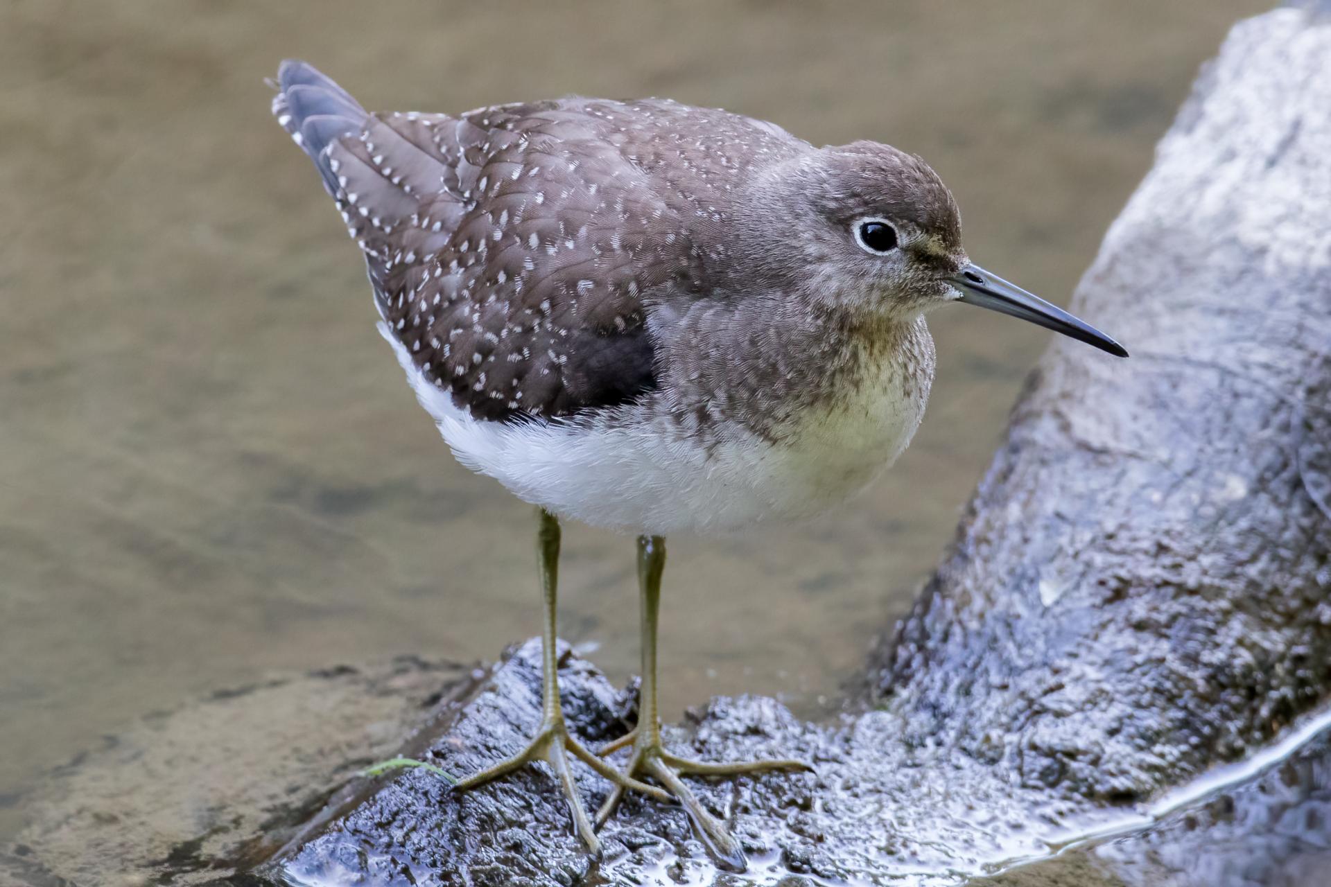 chevalier-solitaire-solitary-sandpiper