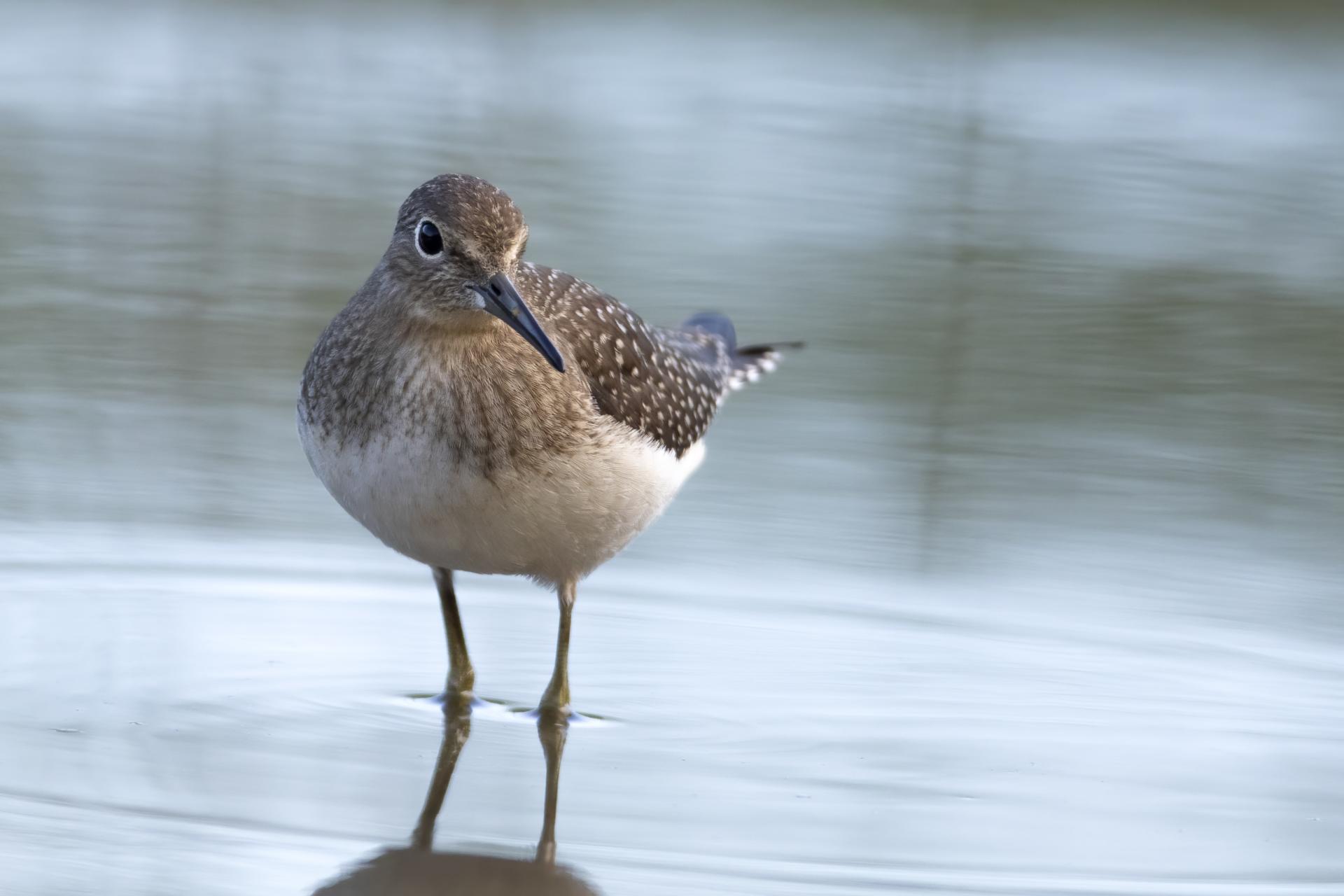 chevalier-solitaire-solitary-sandpiper