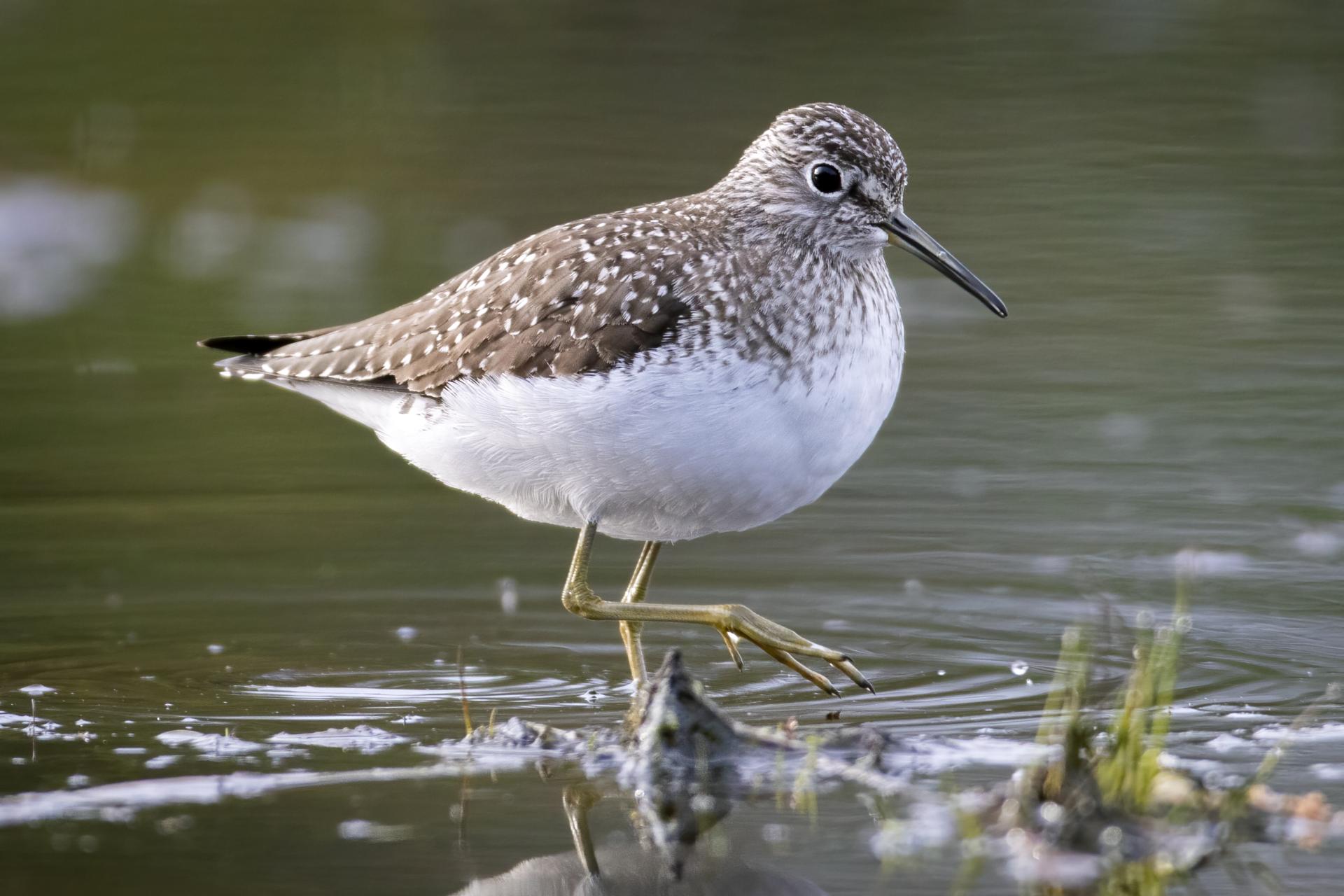 chevalier-solitaire-solitary-sandpiper