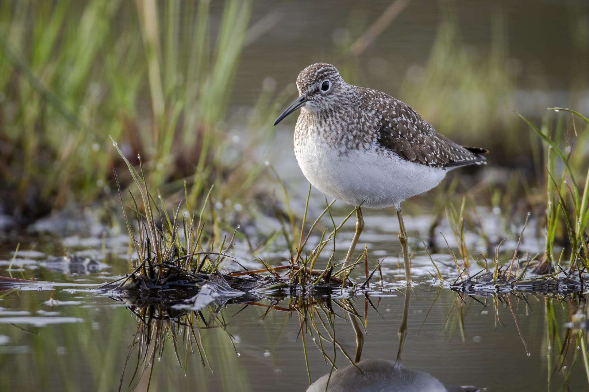 chevalier-solitaire-solitary-sandpiper