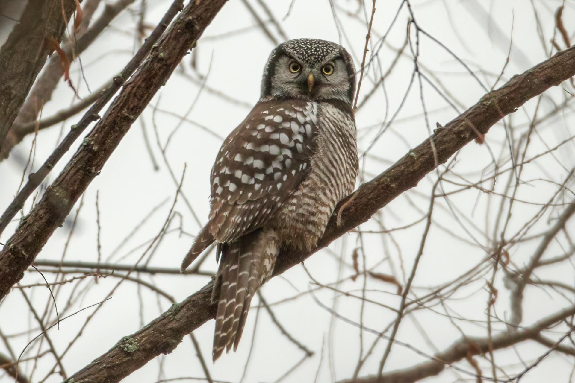 chouette-eperviere-northern-hawk-owl
