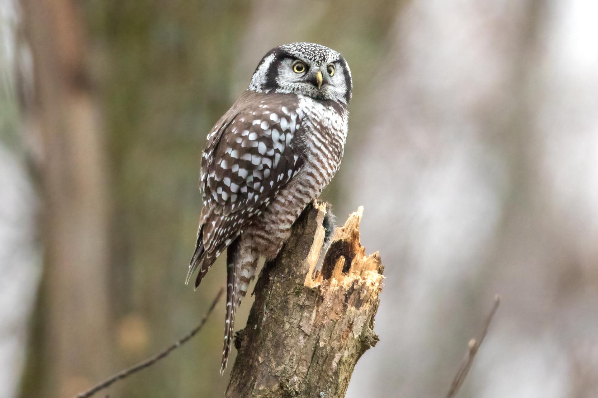 chouette-eperviere-northern-hawk-owl
