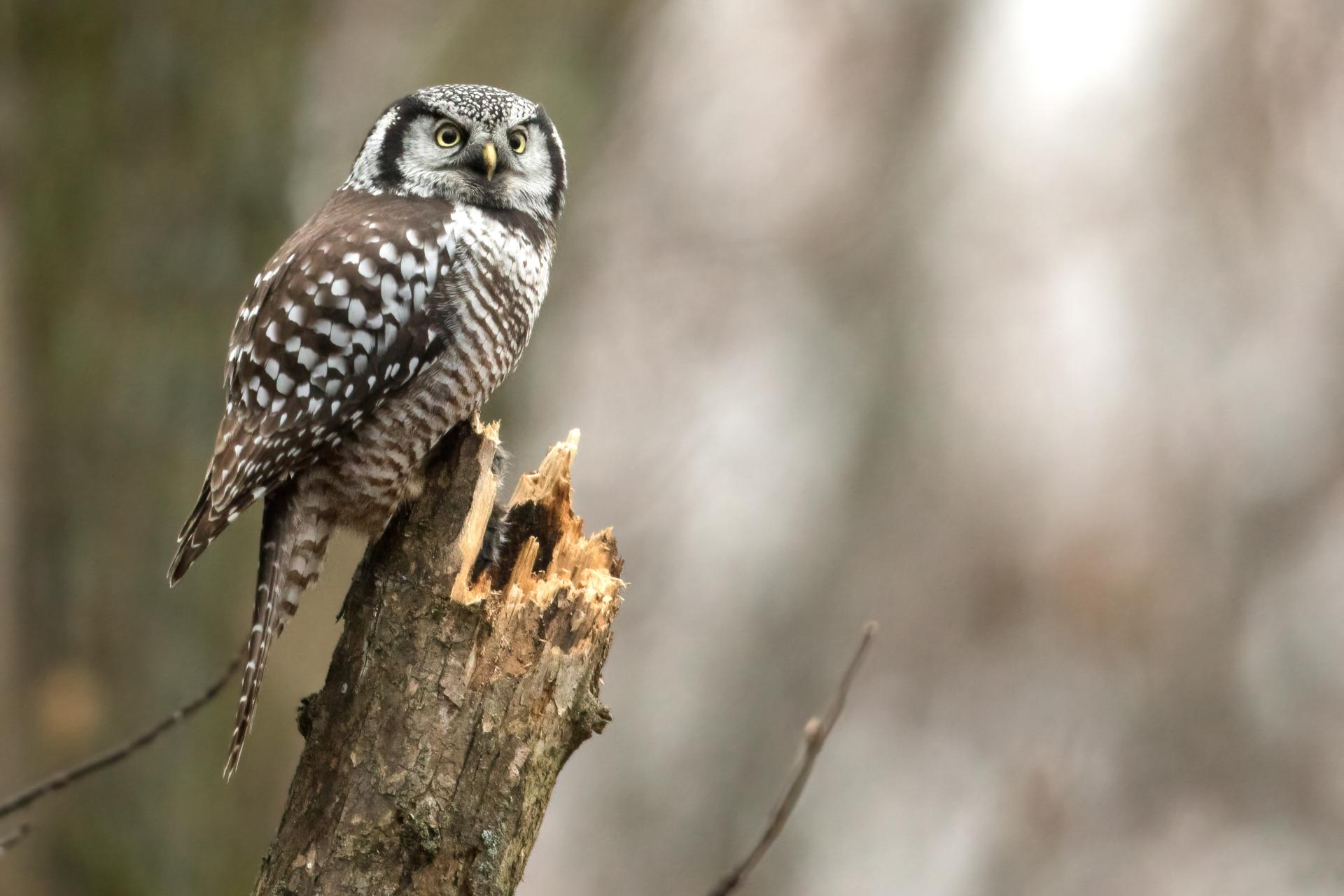 chouette-eperviere-northern-hawk-owl