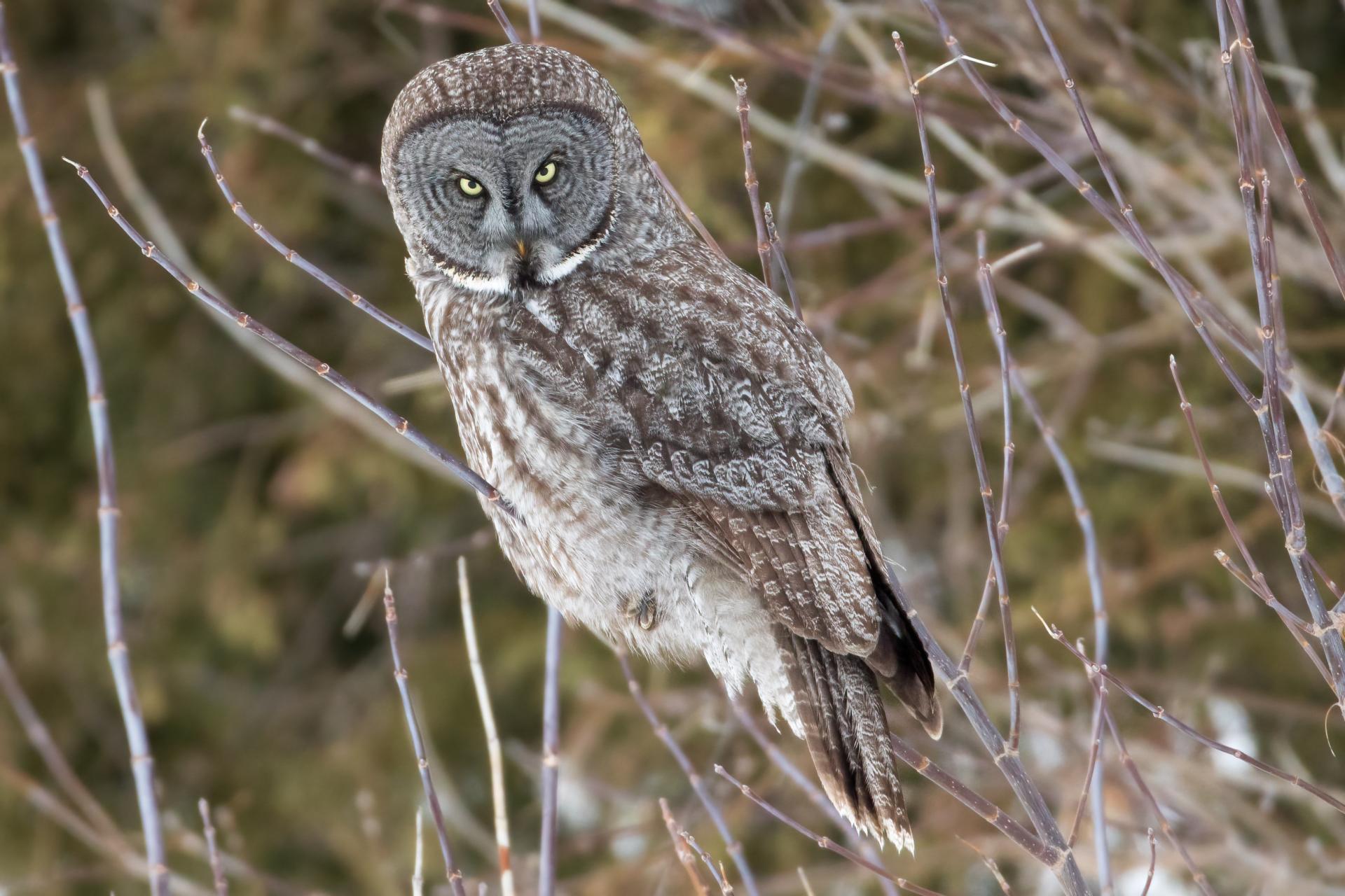 chouette-lapone-great-gray-owl