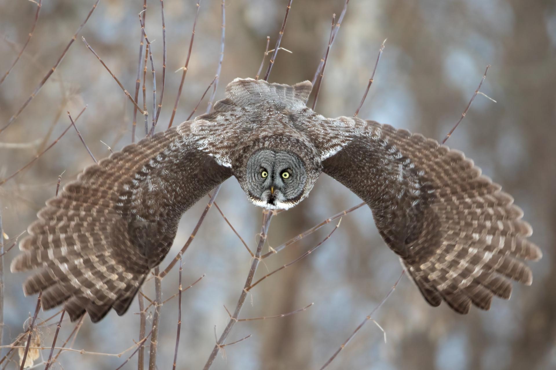 chouette-lapone-great-gray-owl