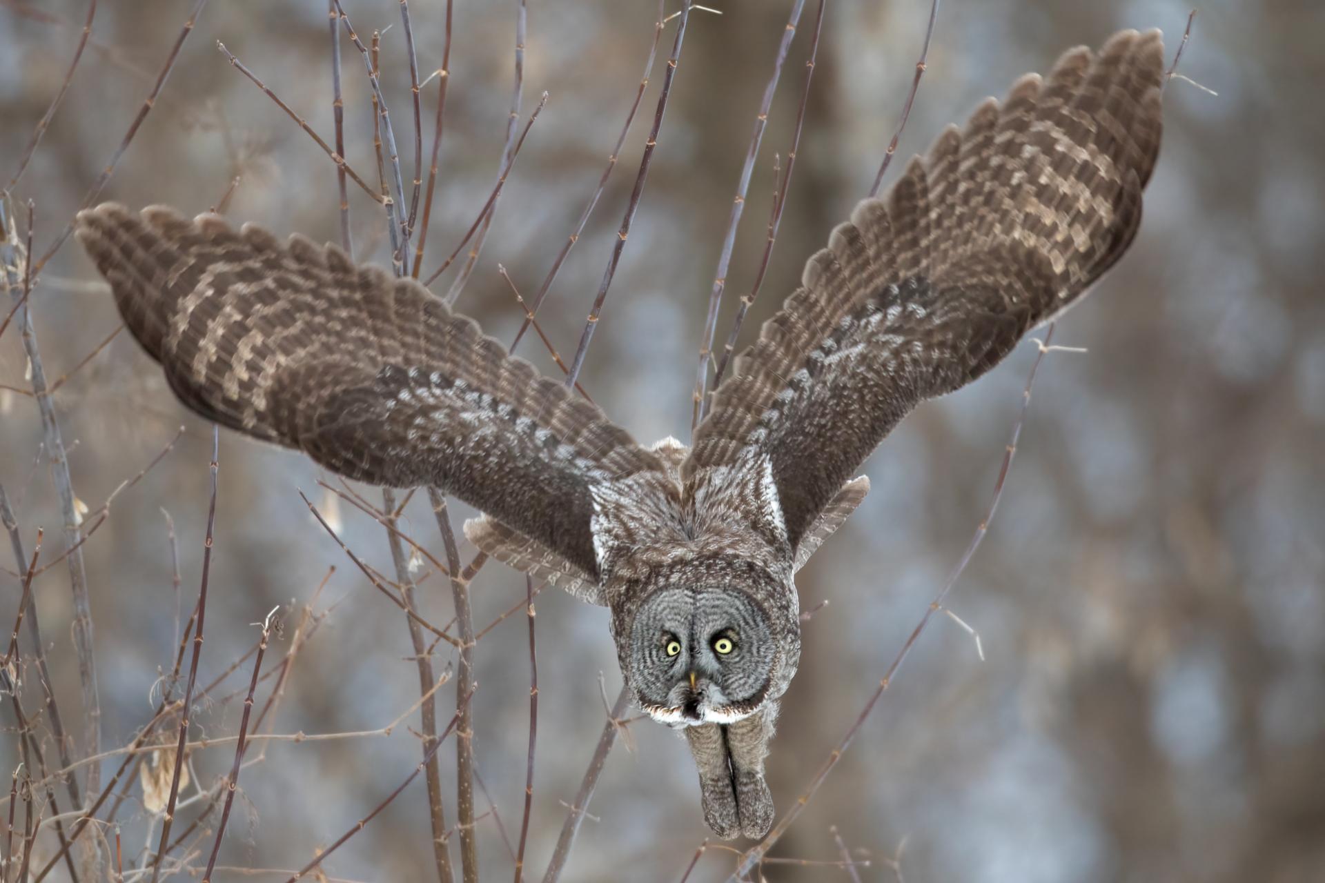 chouette-lapone-great-gray-owl