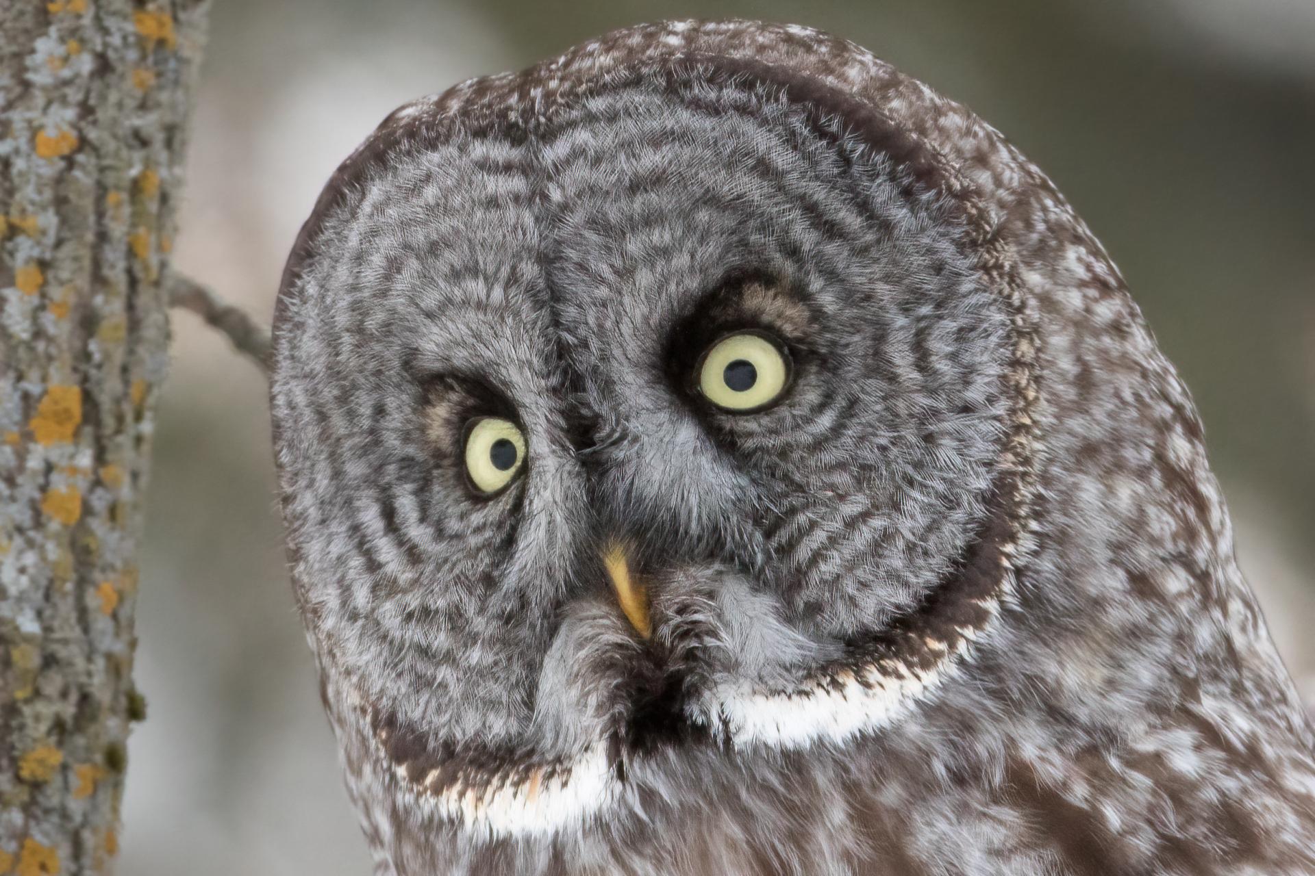 chouette-lapone-great-gray-owl