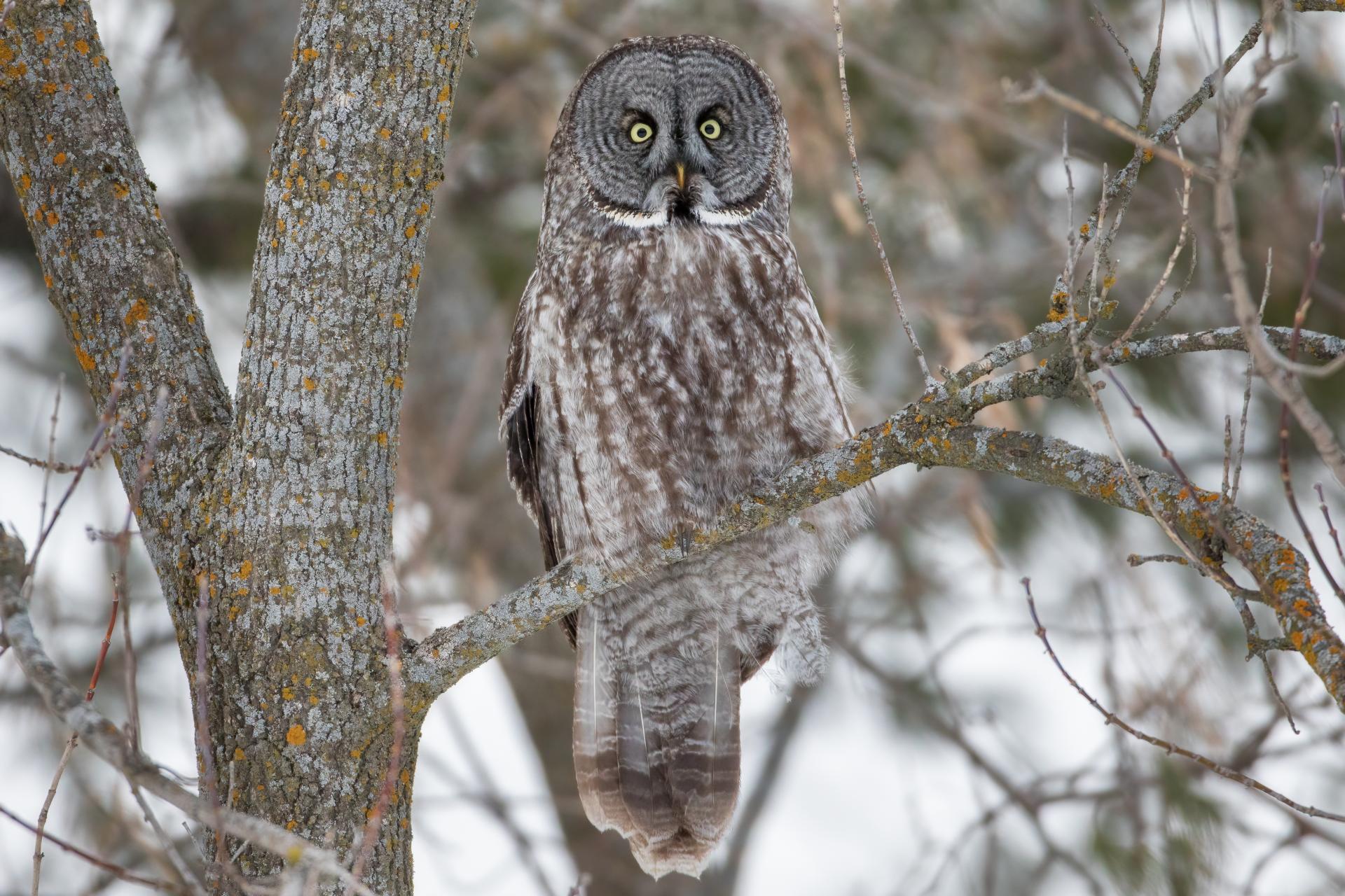 chouette-lapone-great-gray-owl