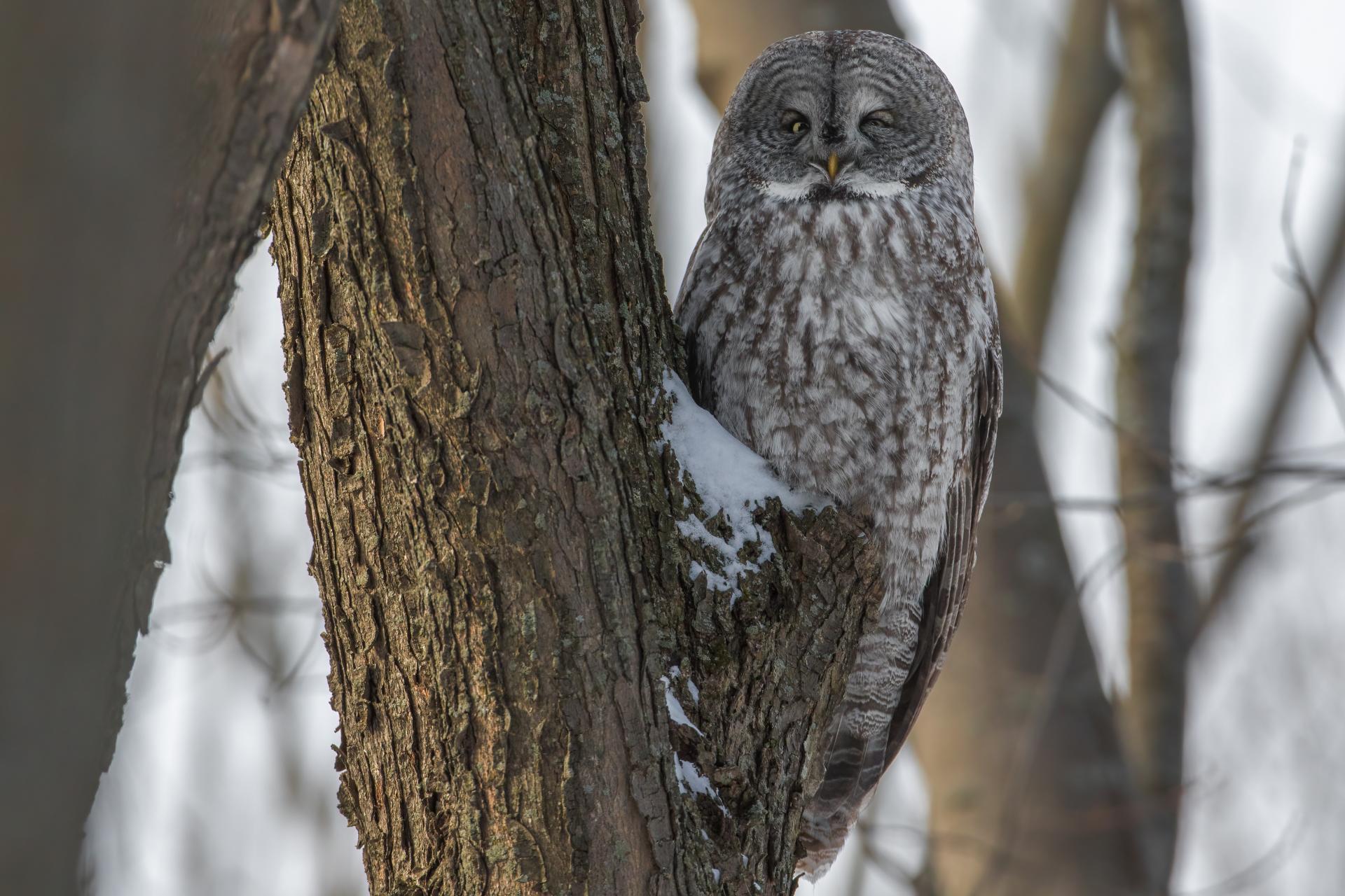 chouette-lapone-great-gray-owl