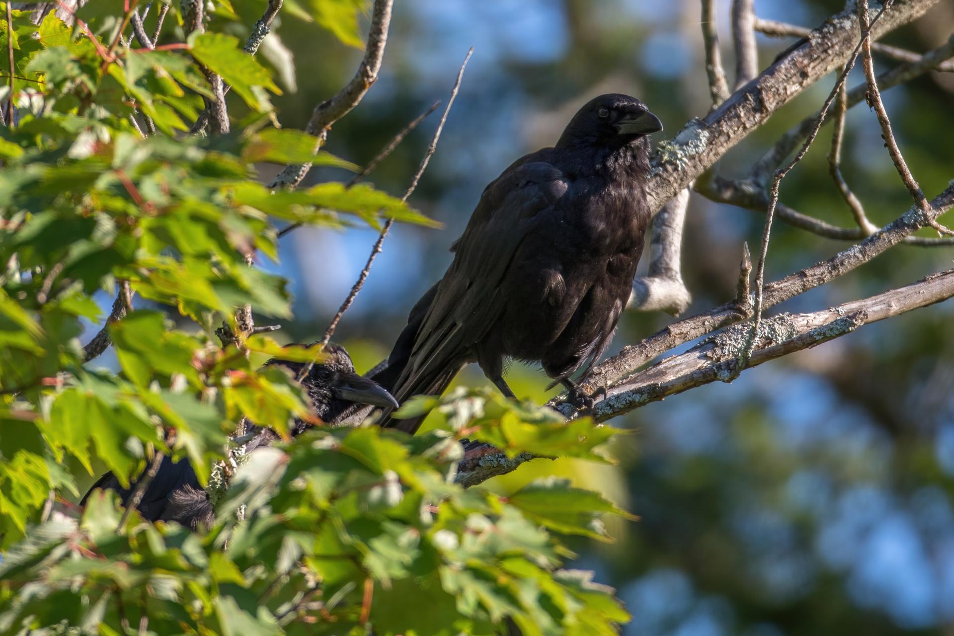 corneille-d-amerique-American-crow