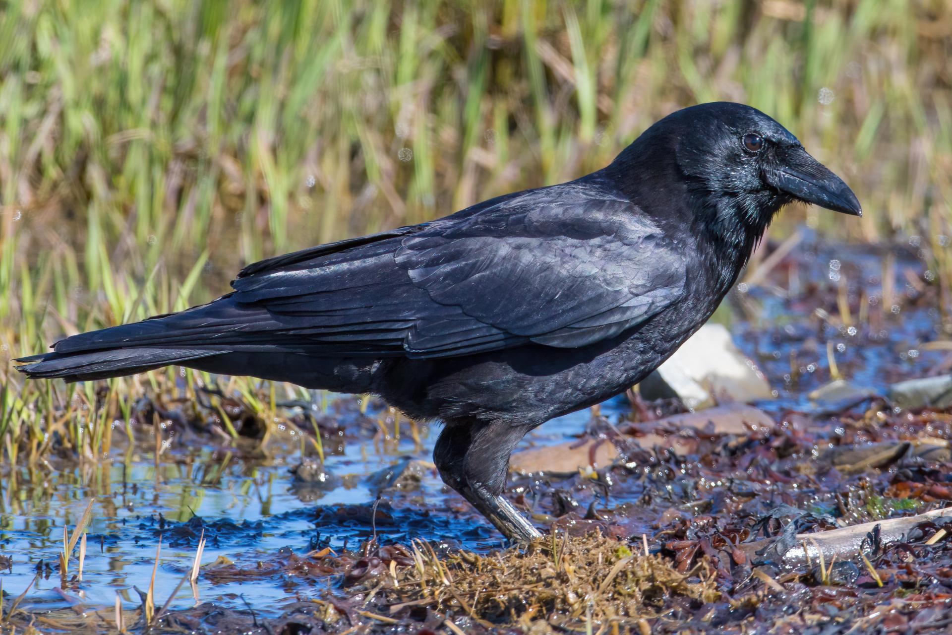 corneille-d-amerique-American-crow