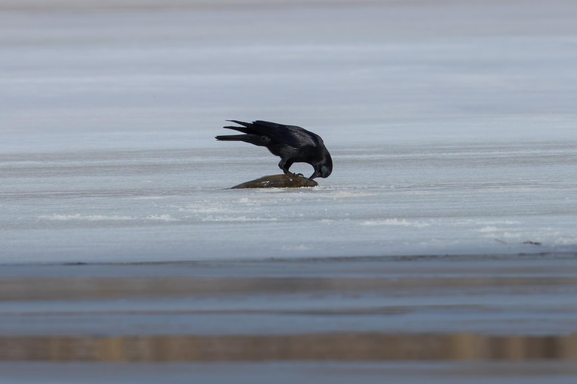 corneille-d-amerique-American-crow