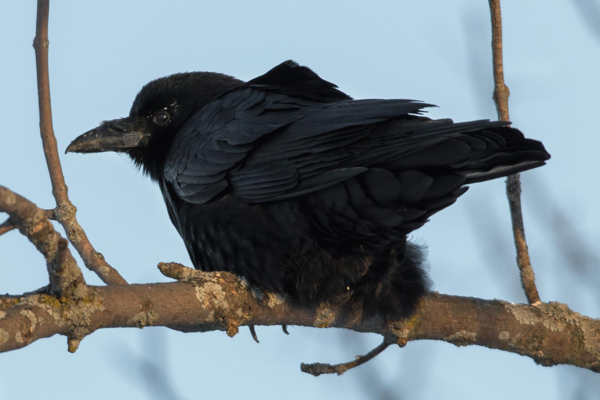 corneille-d-amerique-American-crow