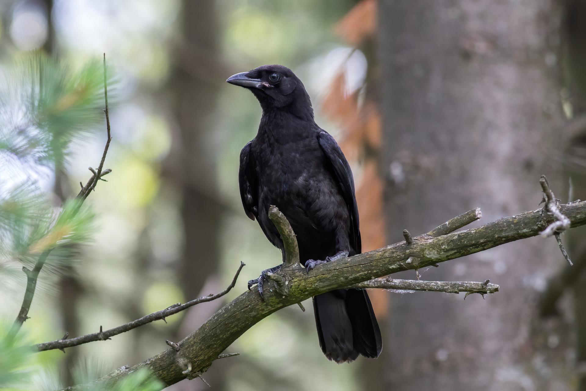 corneille-d-amerique-American-crow