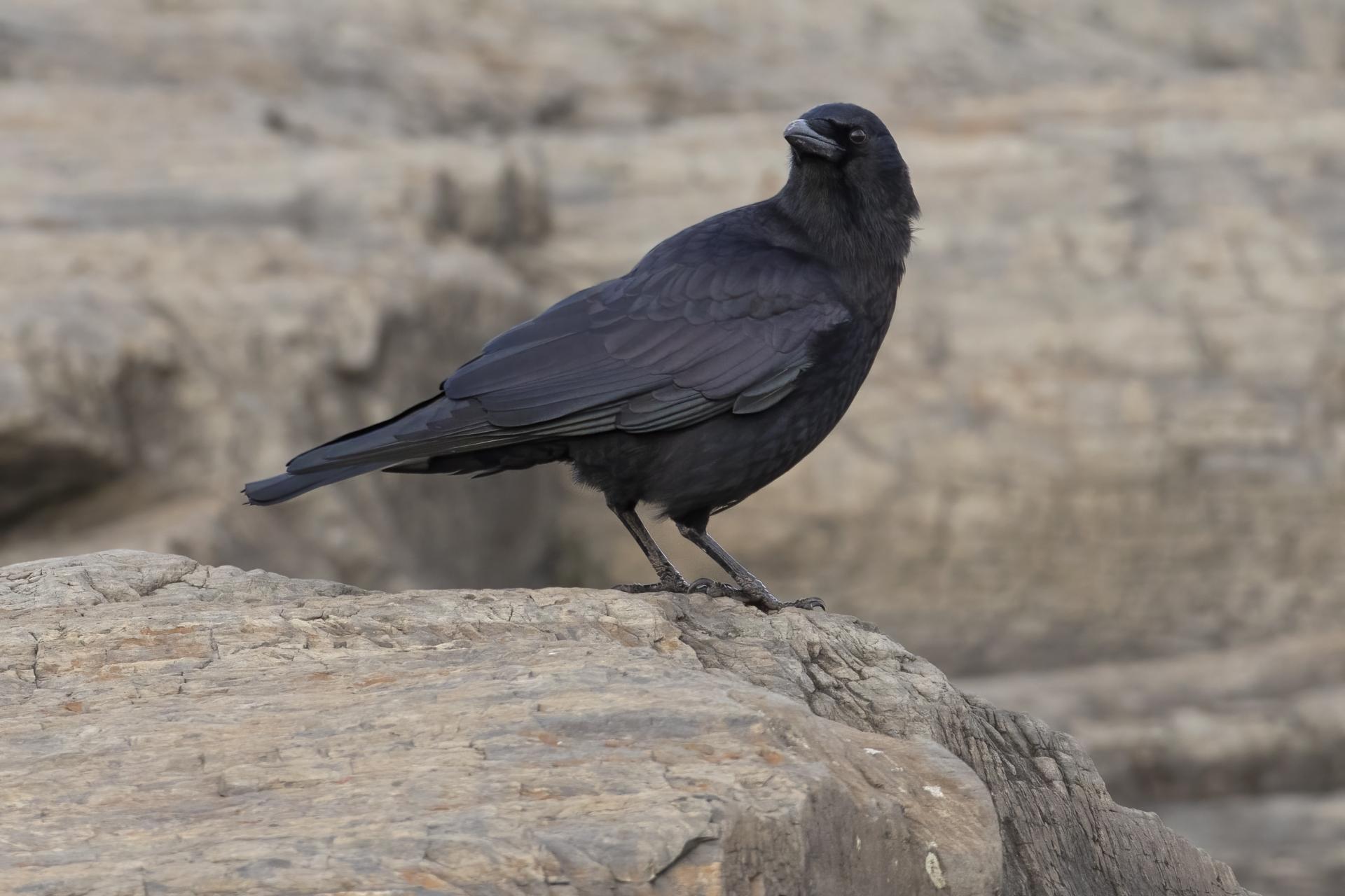 corneille-d-amerique-American-crow