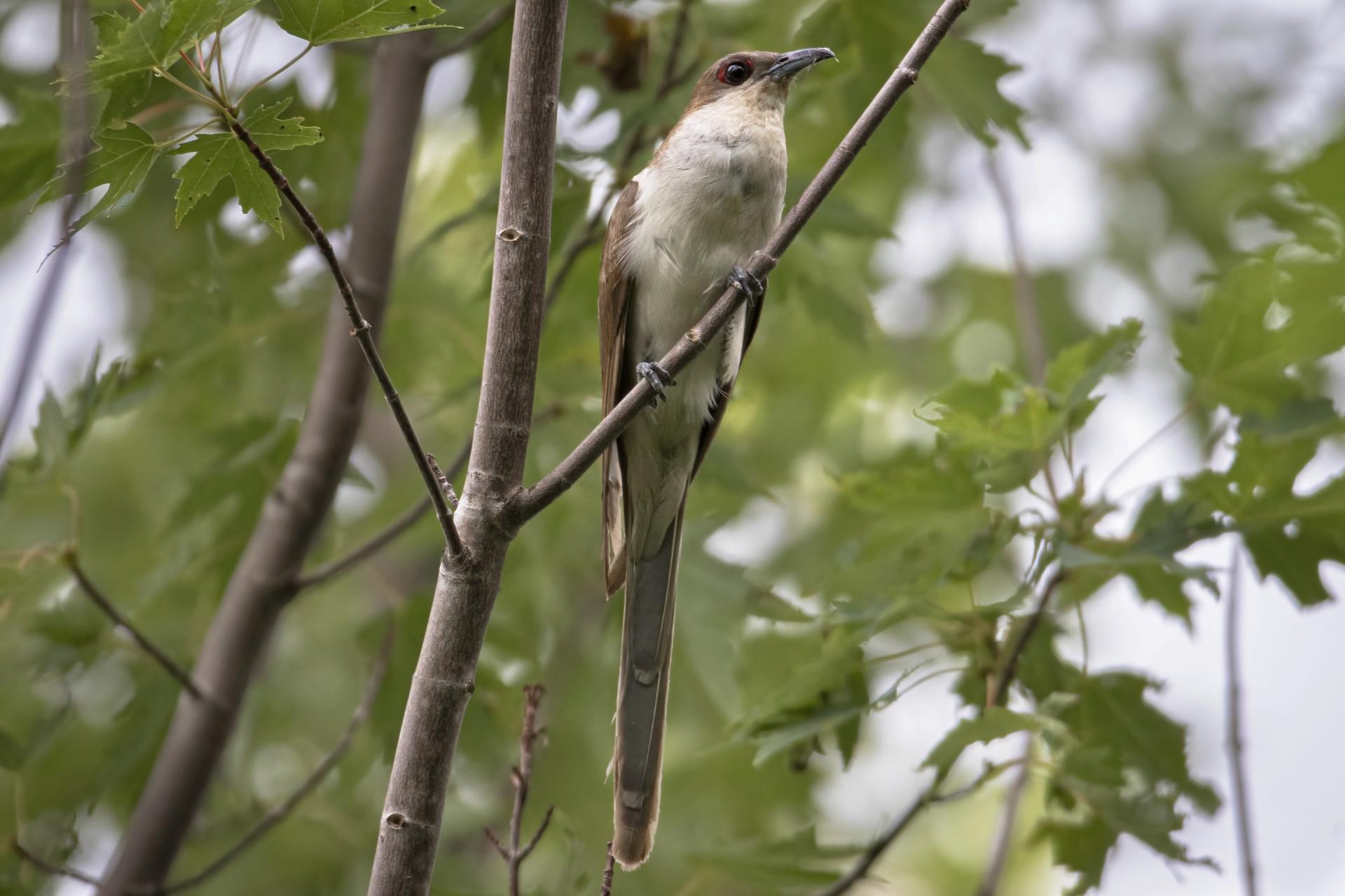 coulicou-a-bec-noir-black-billed-cuckoo