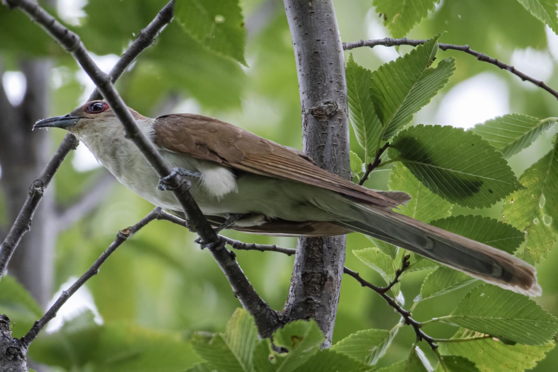 coulicou-a-bec-noir-black-billed-cuckoo