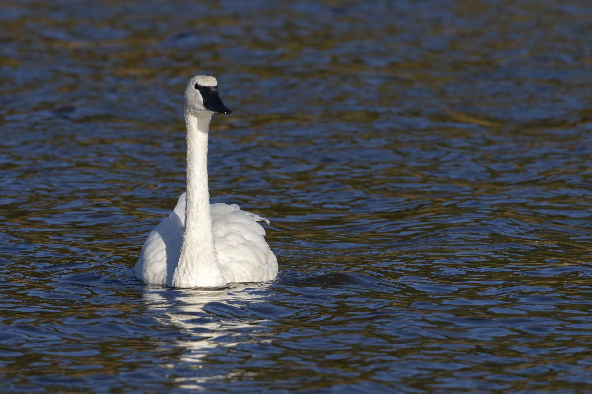 cygne-trompette-trumpeter-swan