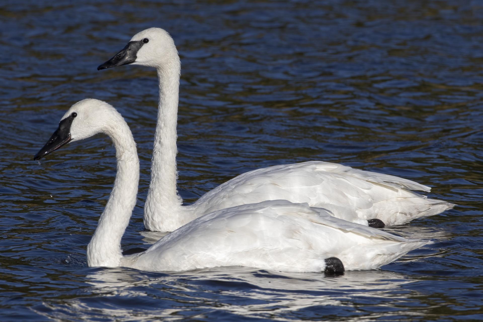 cygne-trompette-trumpeter-swan