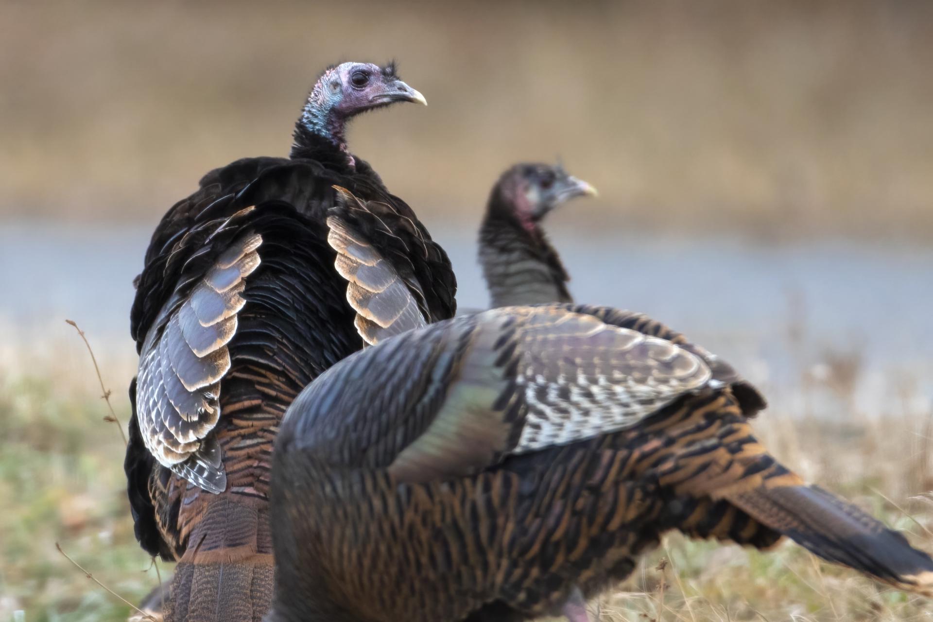 dindon-sauvage-wild-turkey