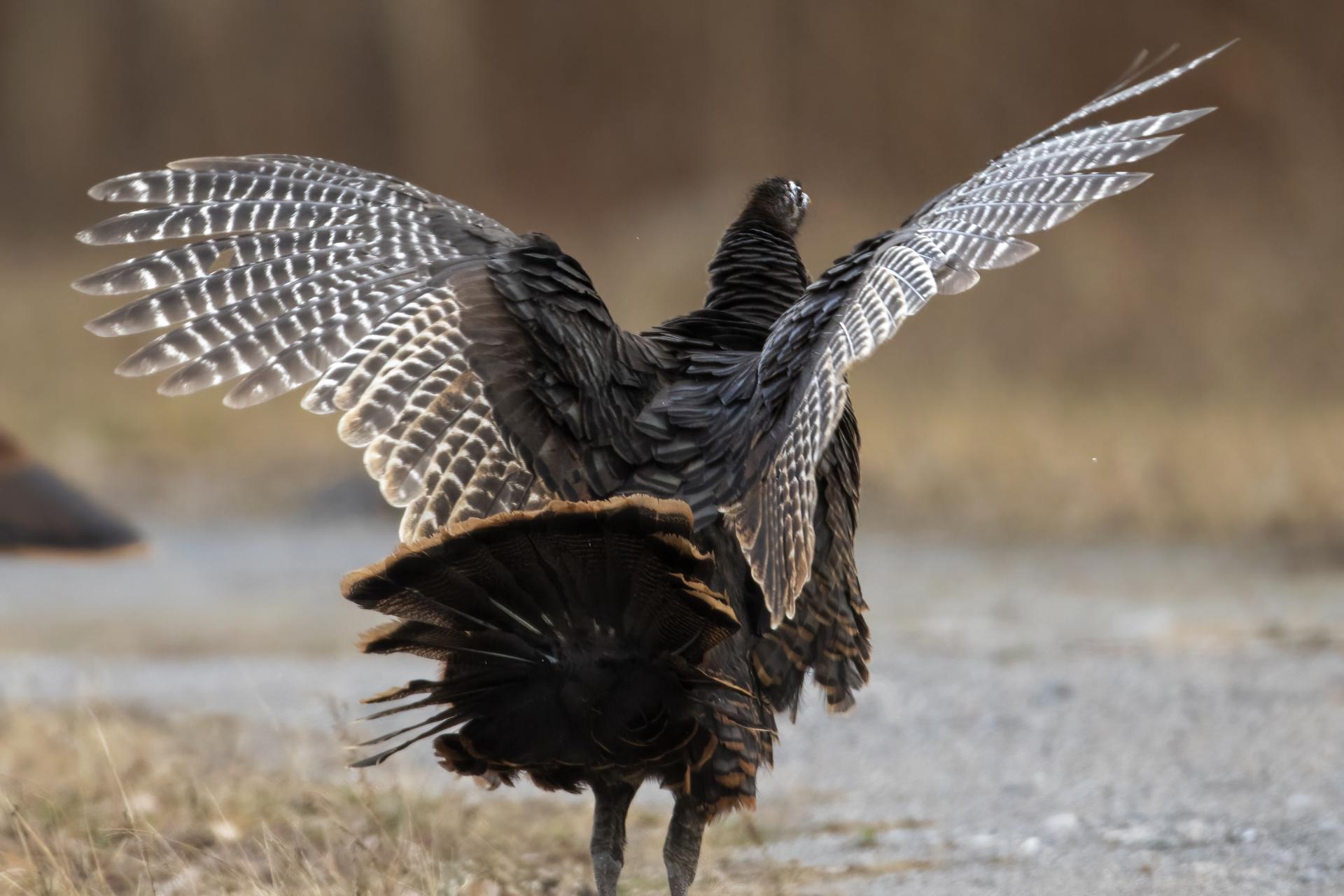 dindon-sauvage-wild-turkey