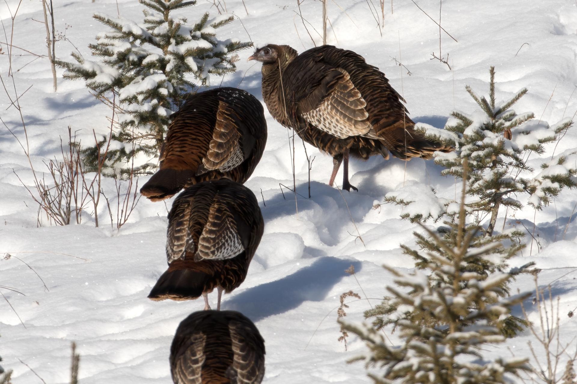 dindon-sauvage-wild-turkey