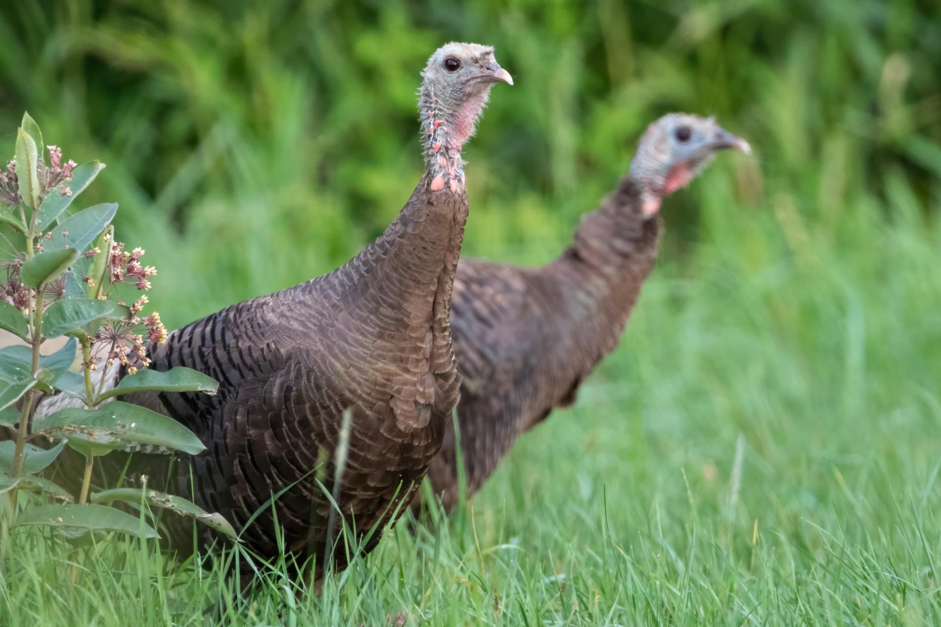 dindon-sauvage-wild-turkey