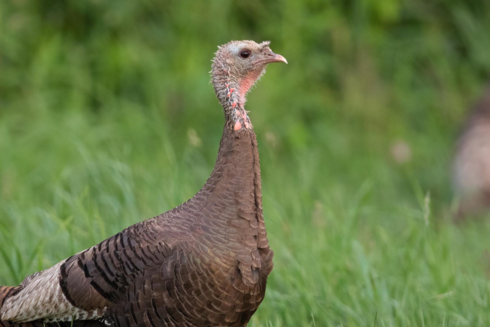dindon-sauvage-wild-turkey