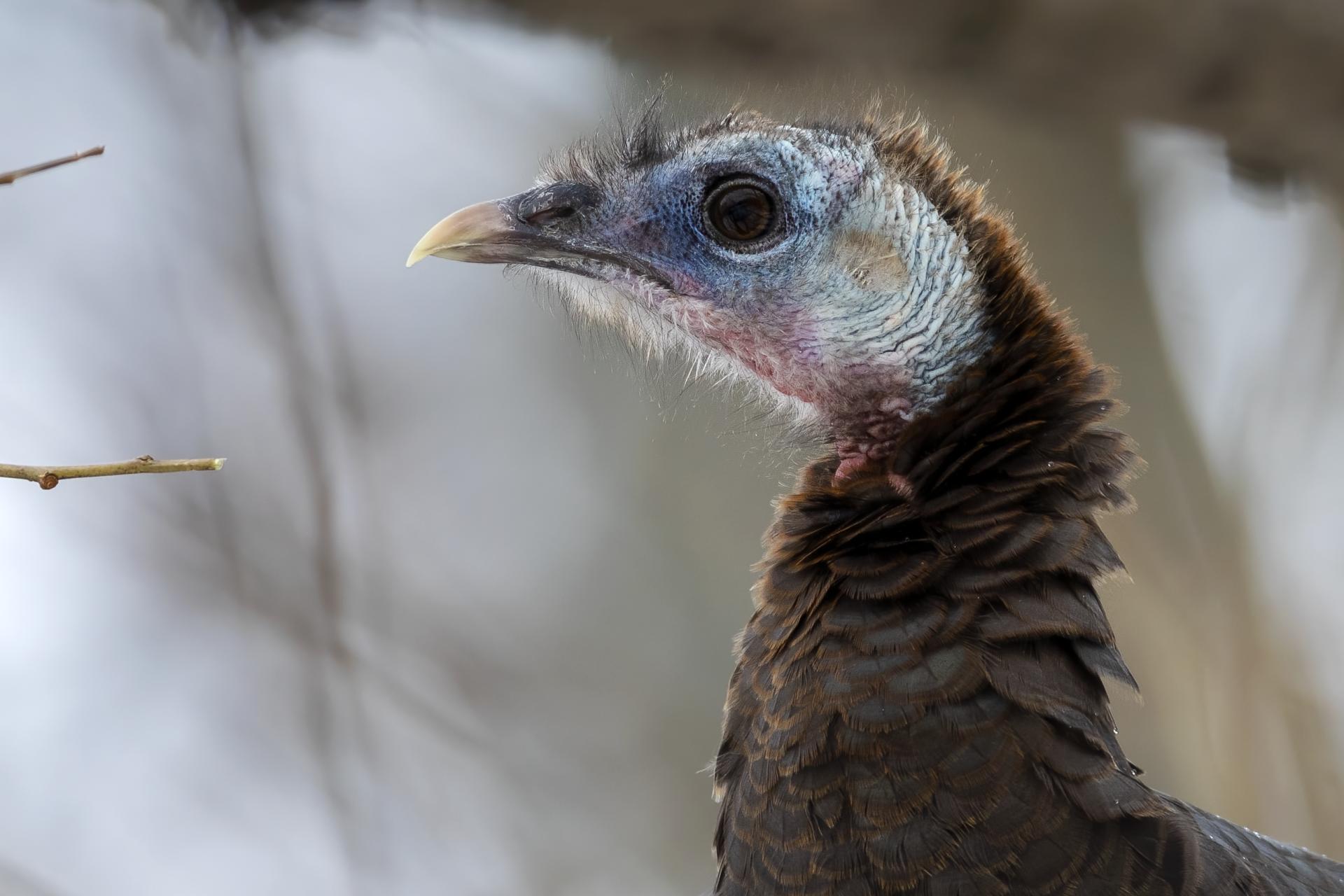 dindon-sauvage-wild-turkey