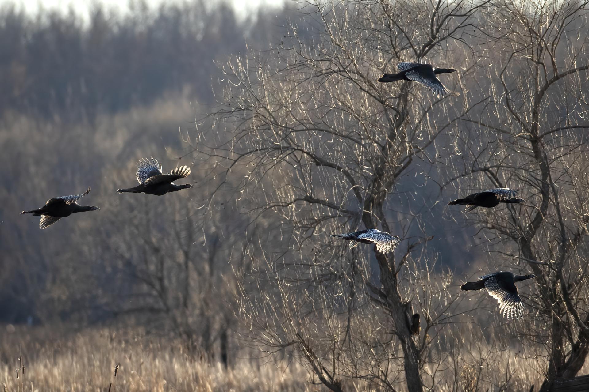 dindon-sauvage-wild-turkey