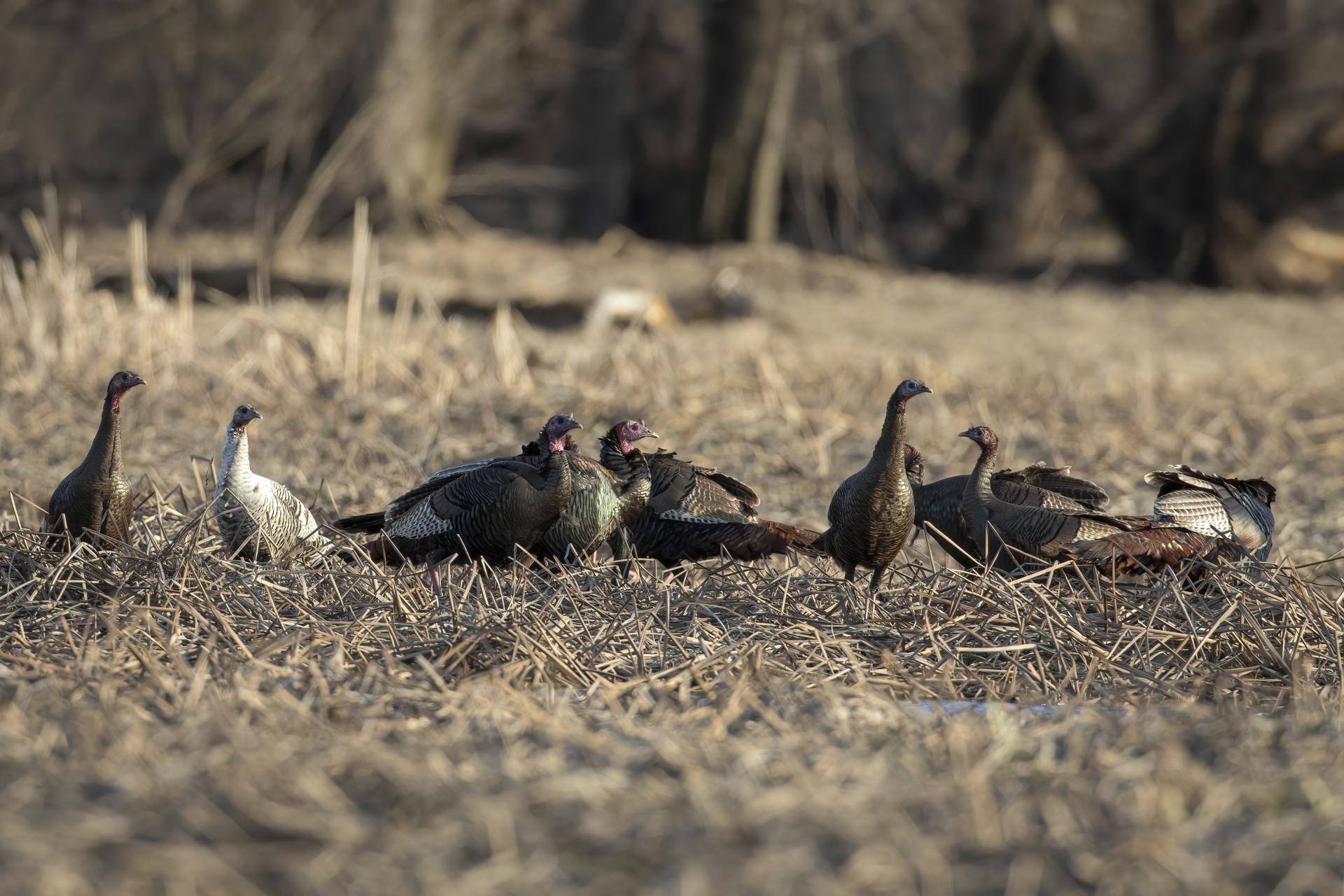 dindon-sauvage-wild-turkey