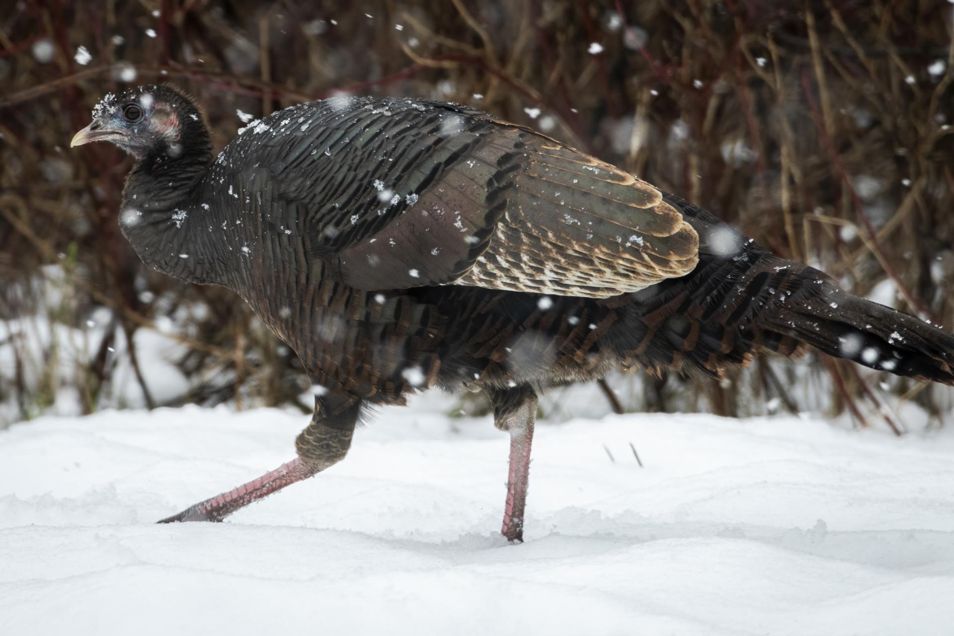 dindon-sauvage-wild-turkey