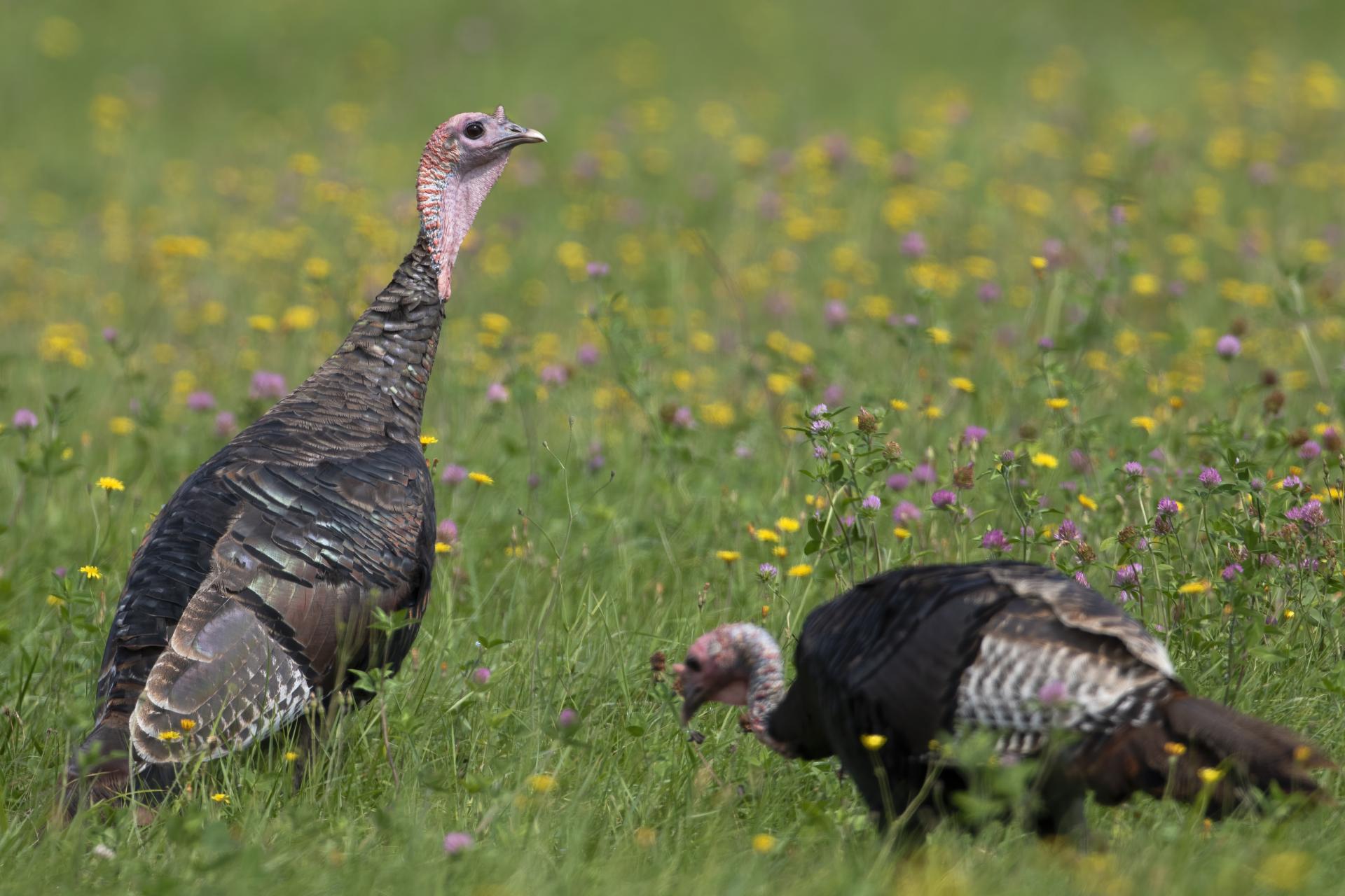 dindon-sauvage-wild-turkey