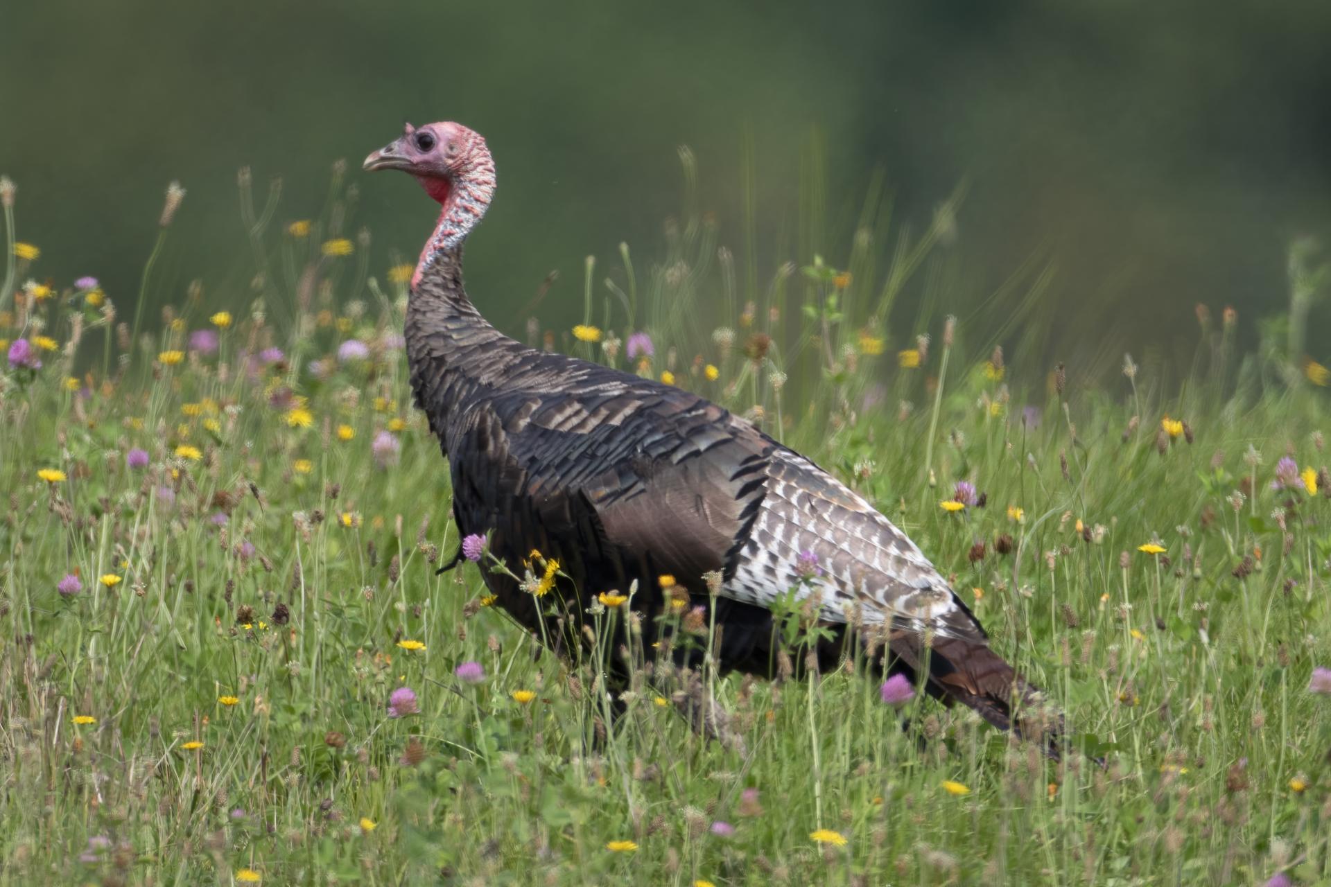 dindon-sauvage-wild-turkey