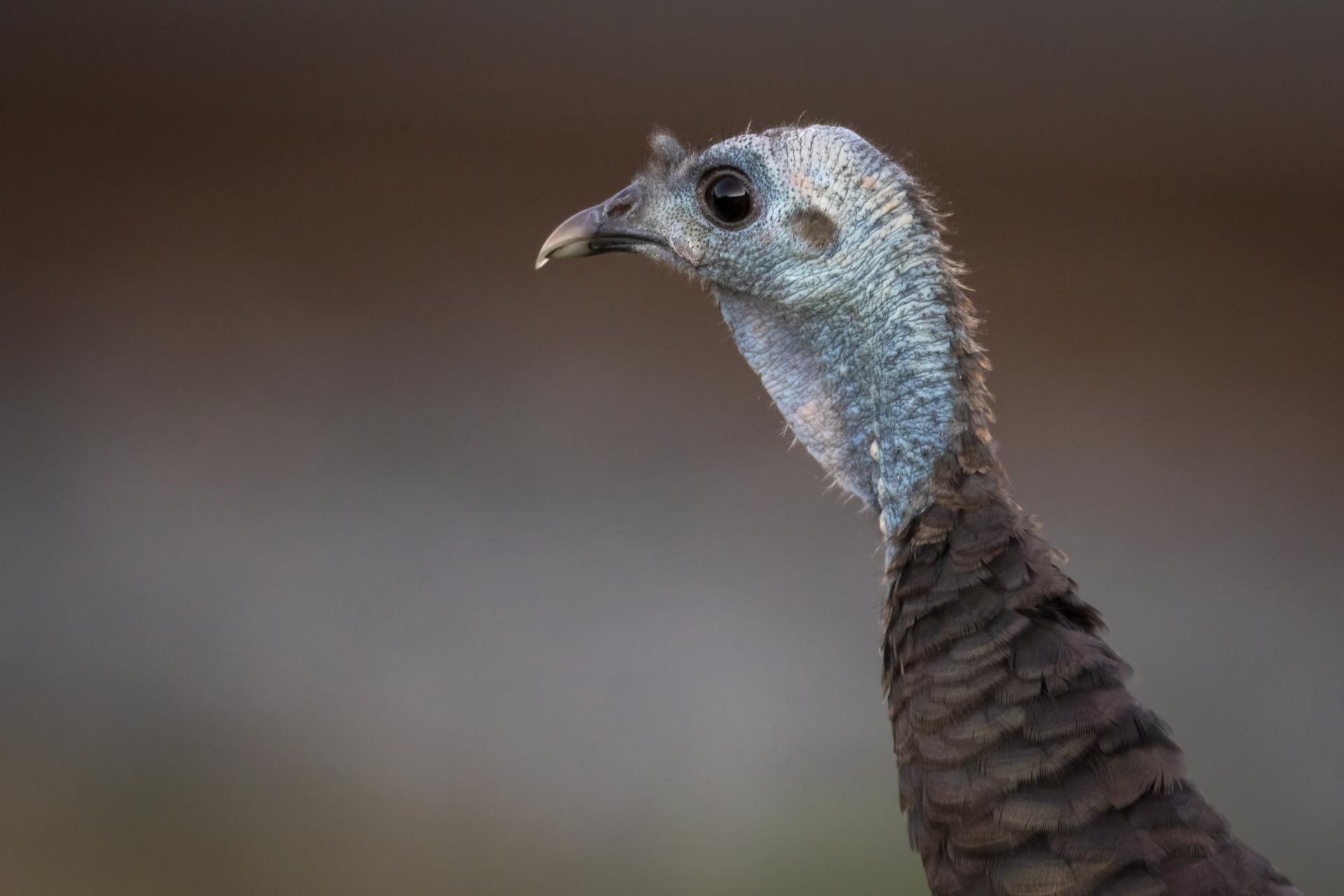 dindon-sauvage-wild-turkey