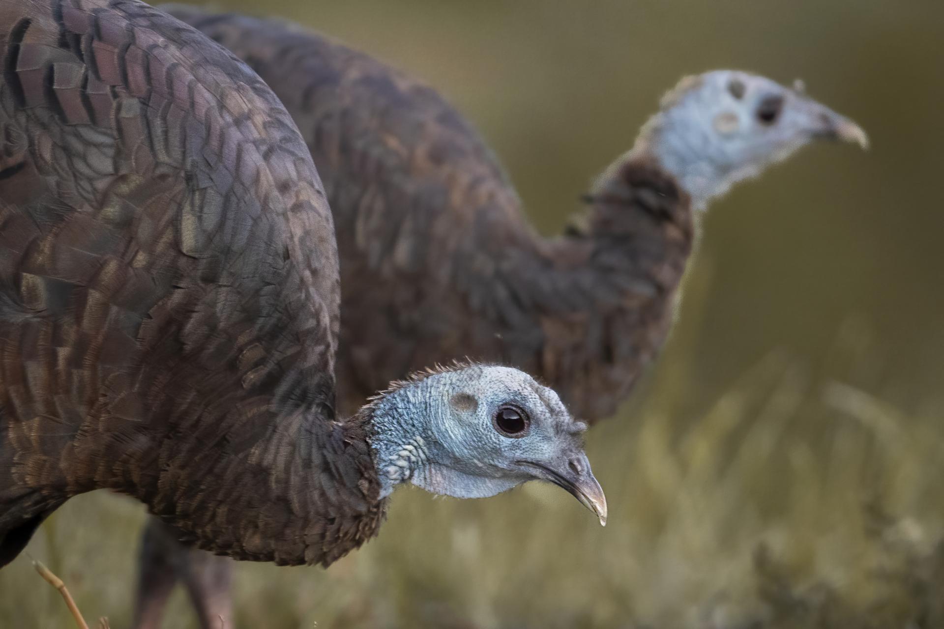dindon-sauvage-wild-turkey