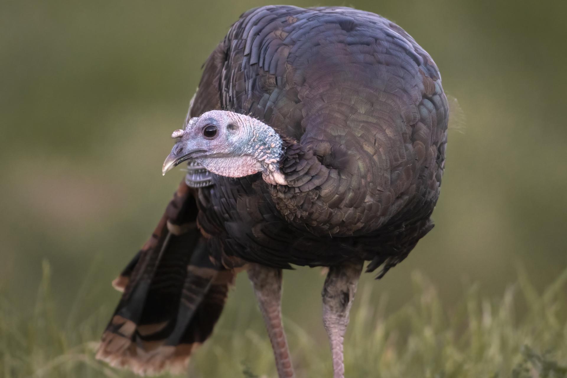 dindon-sauvage-wild-turkey
