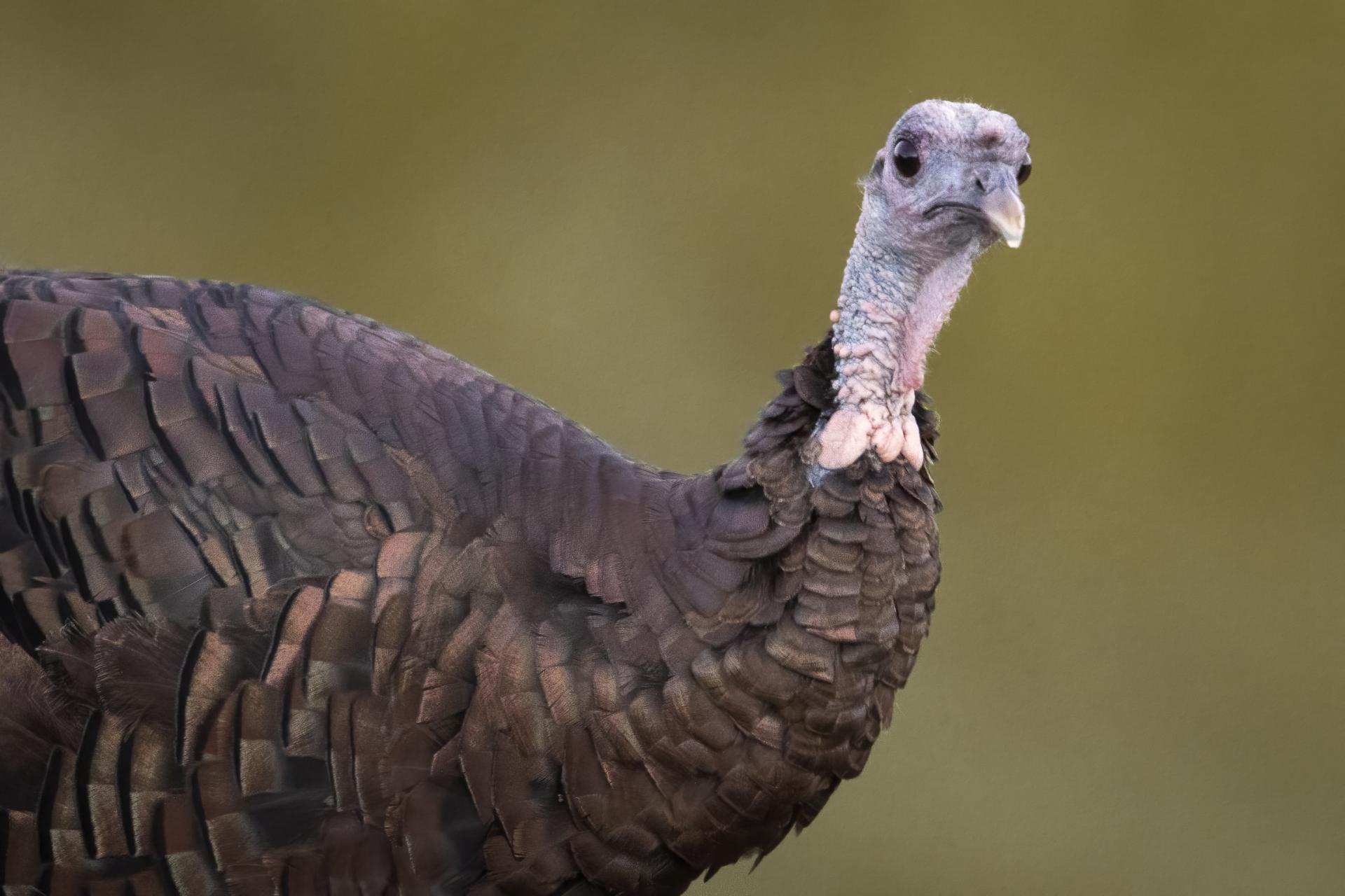 dindon-sauvage-wild-turkey