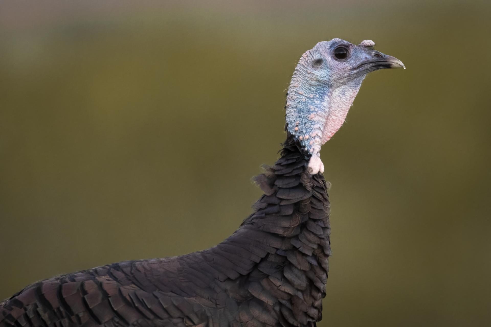 dindon-sauvage-wild-turkey