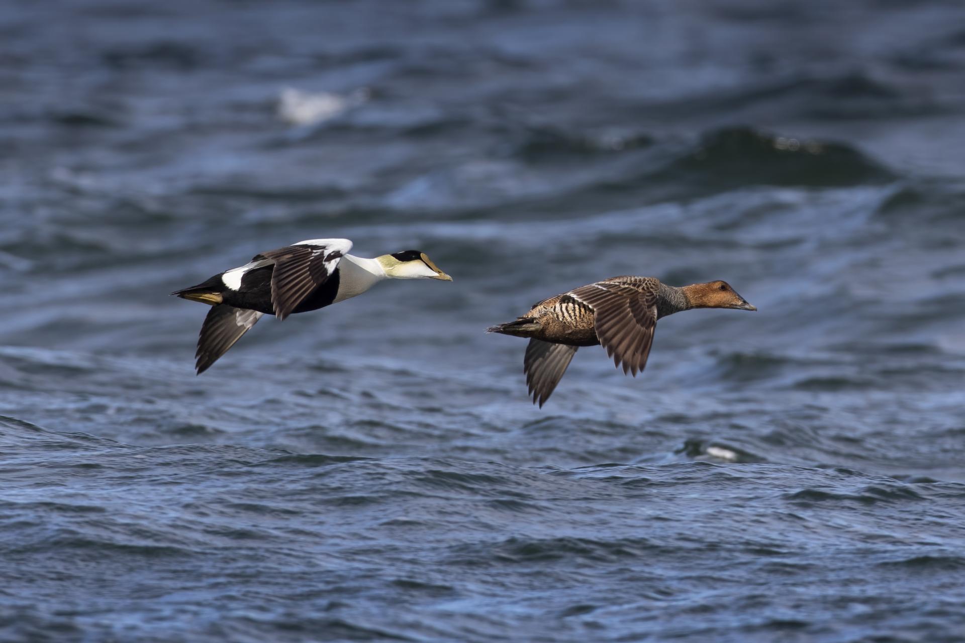 eider-a-duvet-common-eider