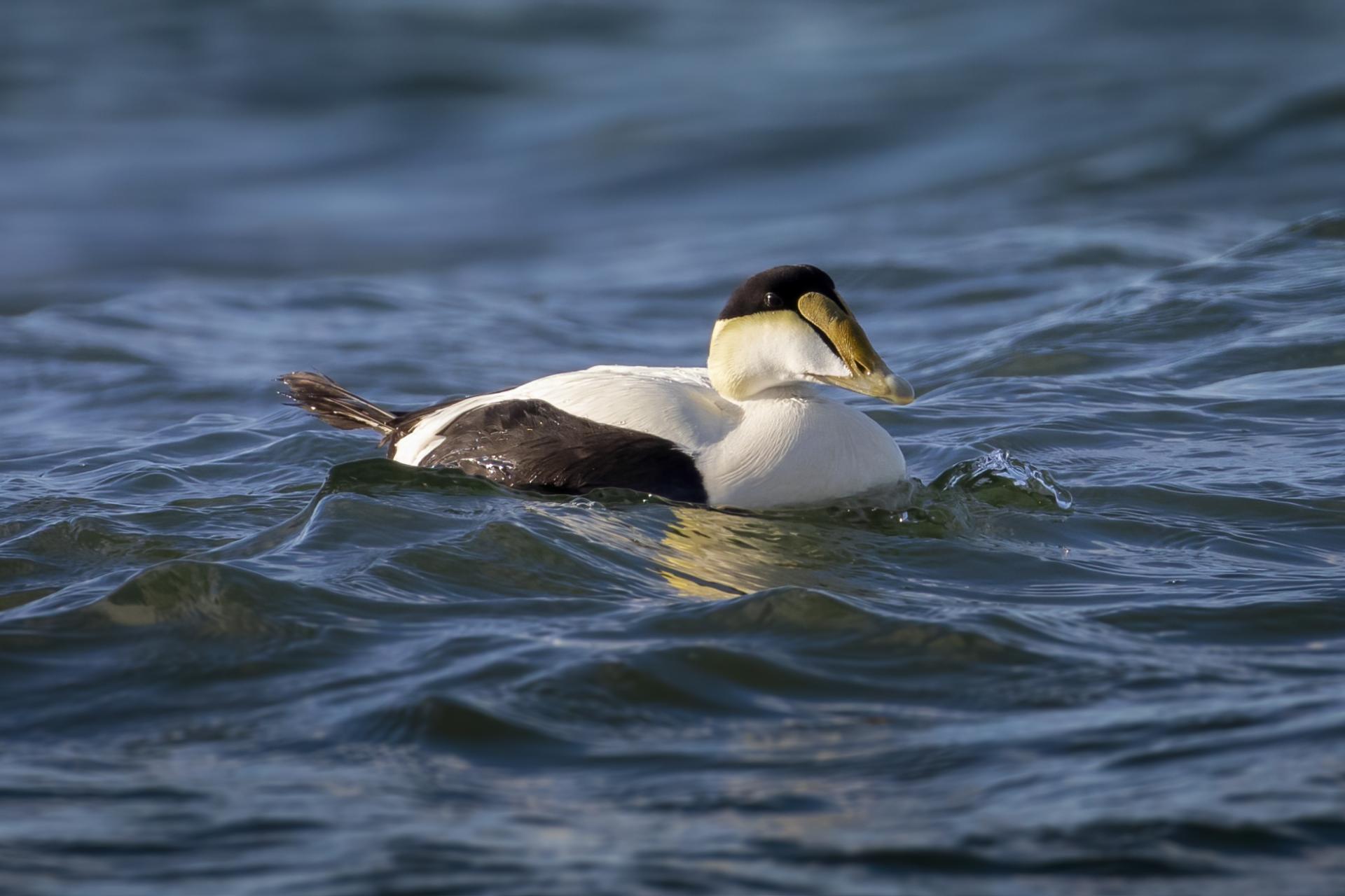 eider-a-duvet-common-eider