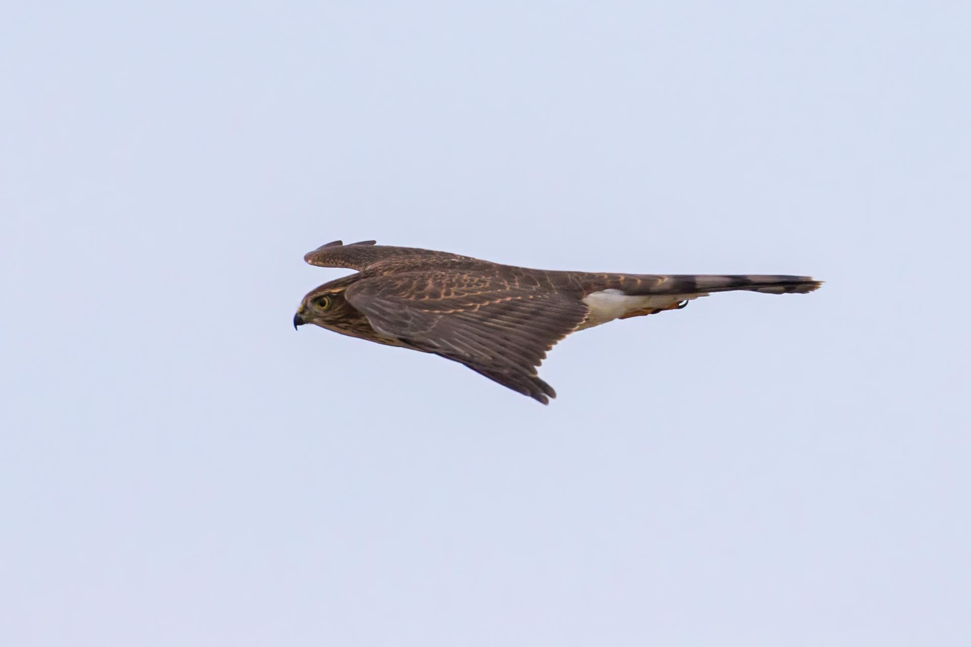 epervier-brun-sharp-shinned-hawk