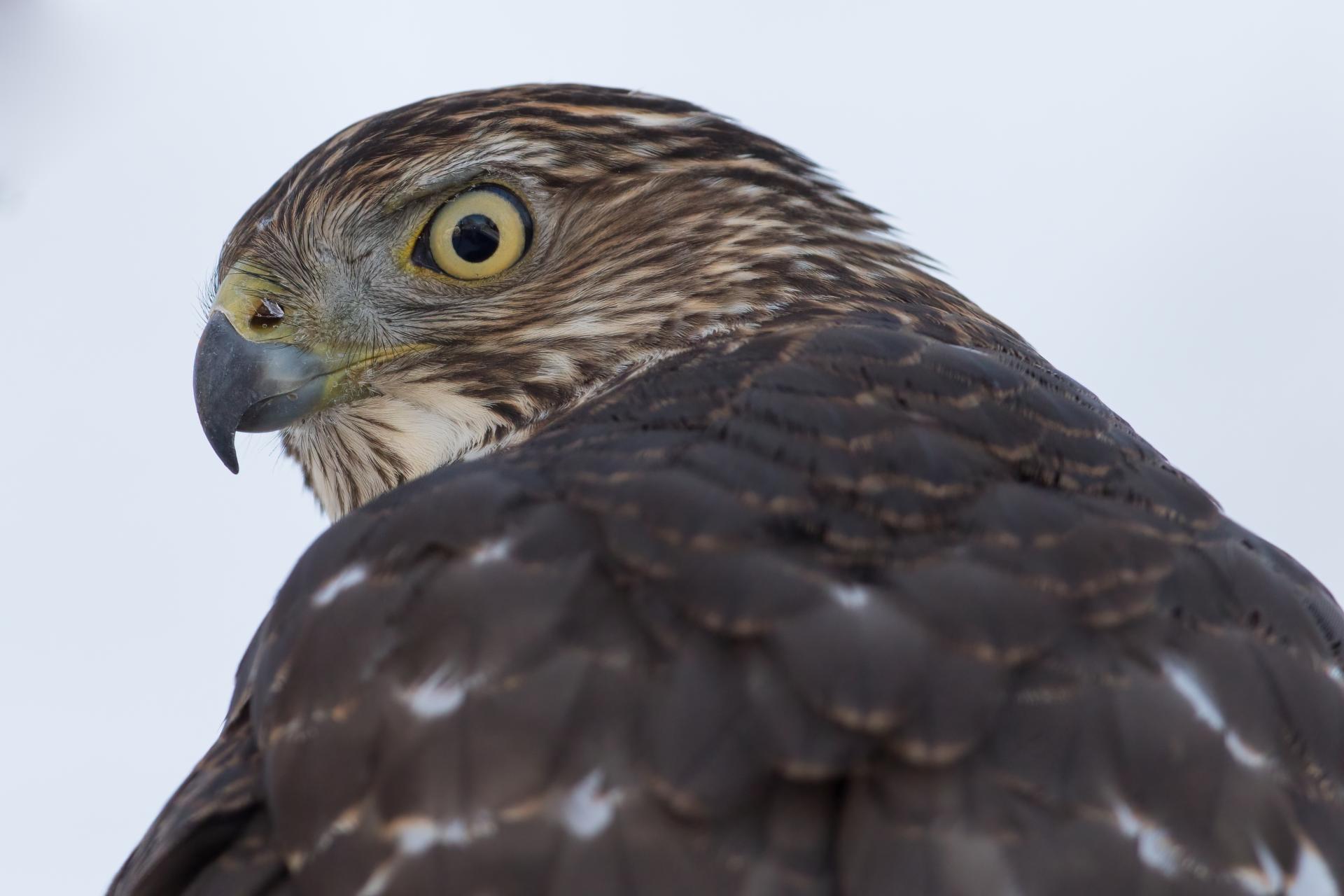 epervier-de-cooper-Cooper-s-hawk