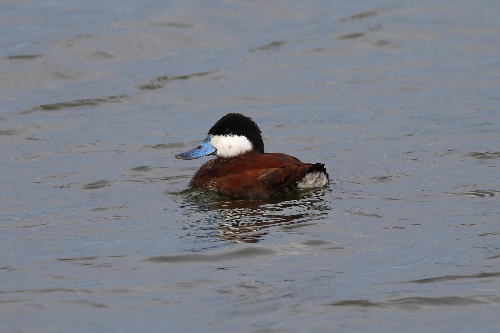 erismature-rousse-ruddy-duck