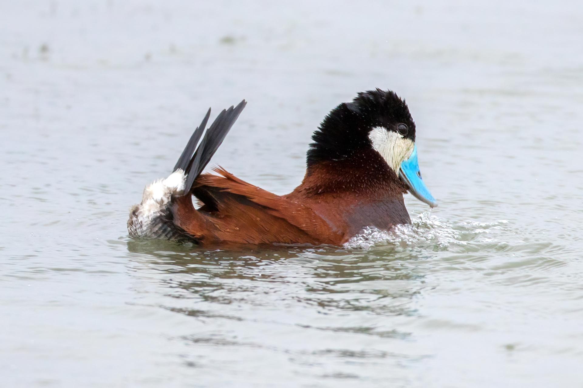 erismature-rousse-ruddy-duck