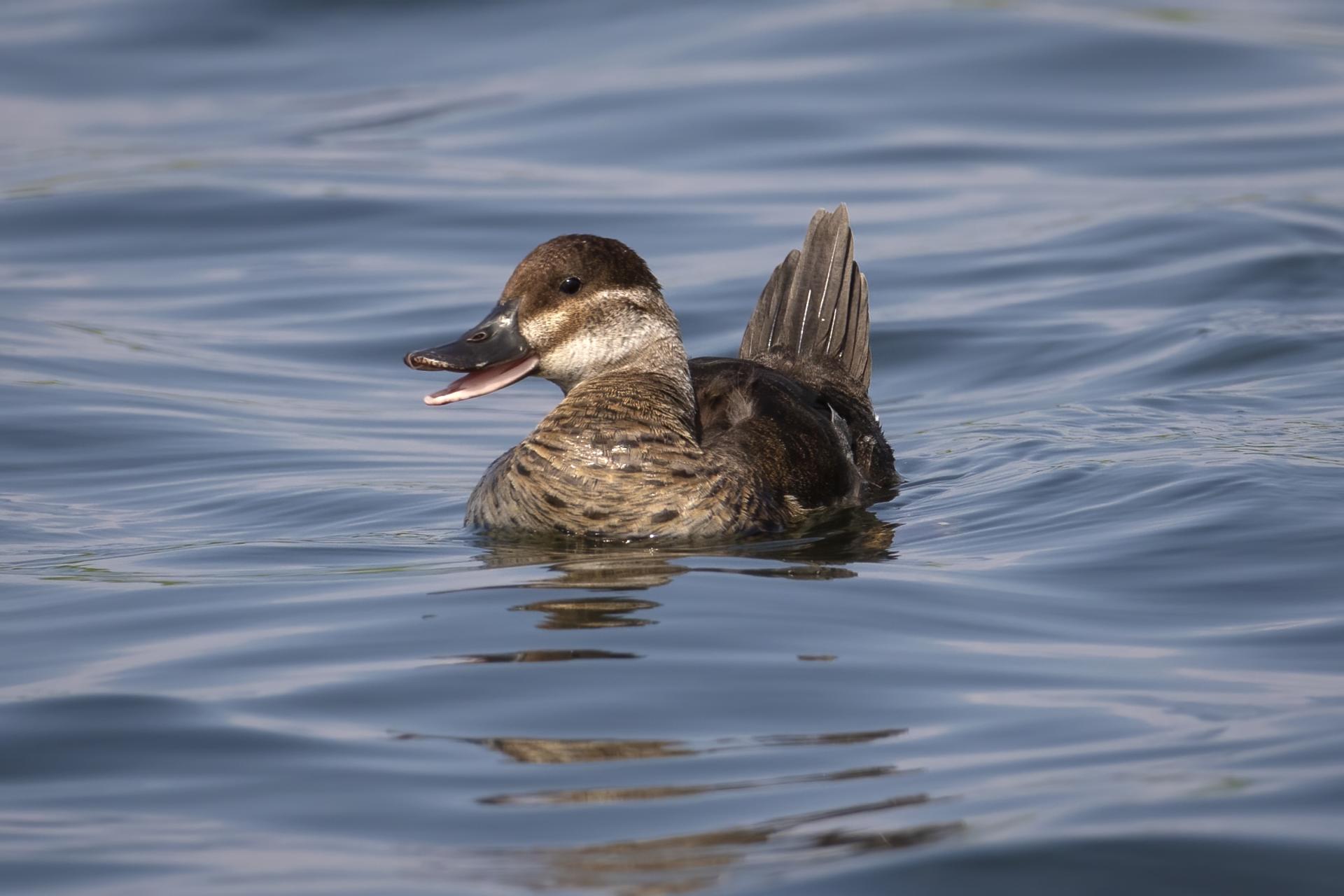 erismature-rousse-ruddy-duck