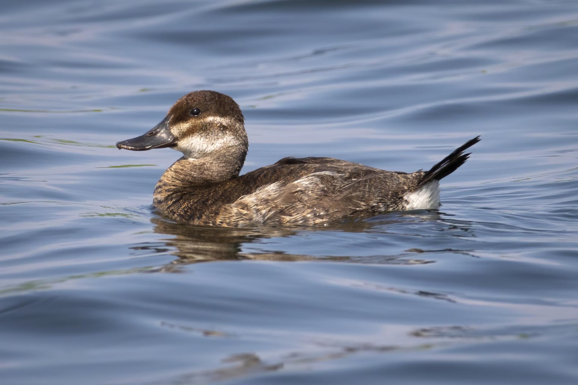 erismature-rousse-ruddy-duck