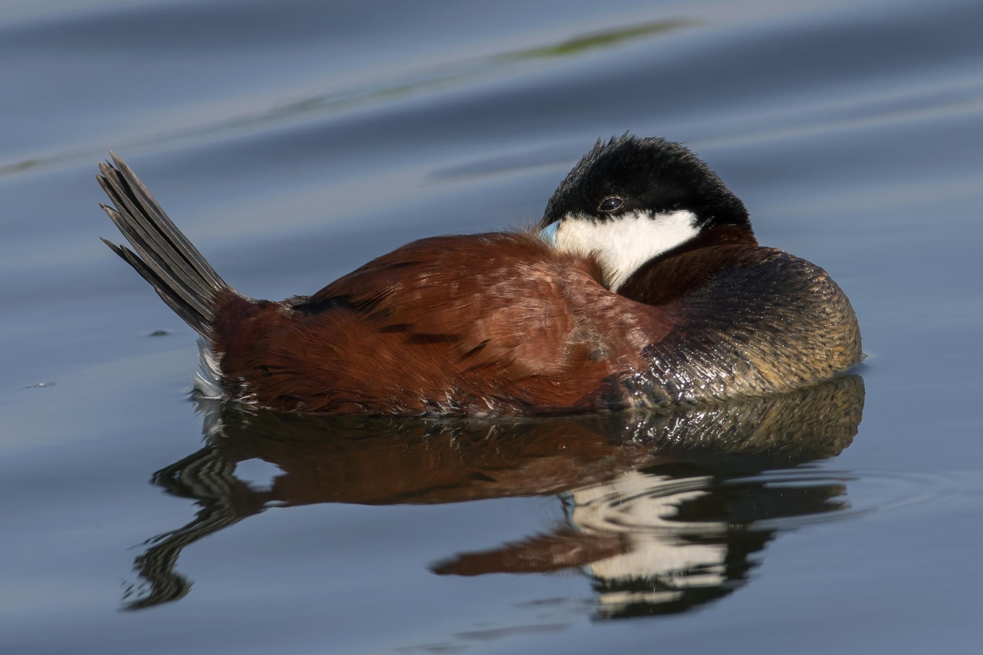 erismature-rousse-ruddy-duck