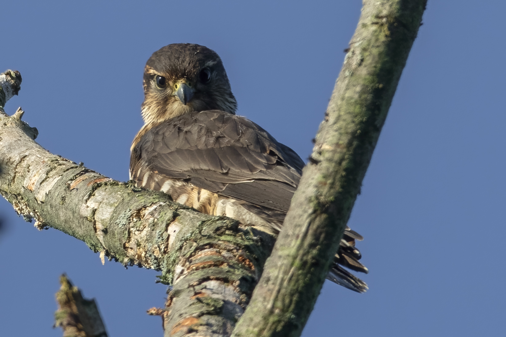faucon-emerillon-merlin